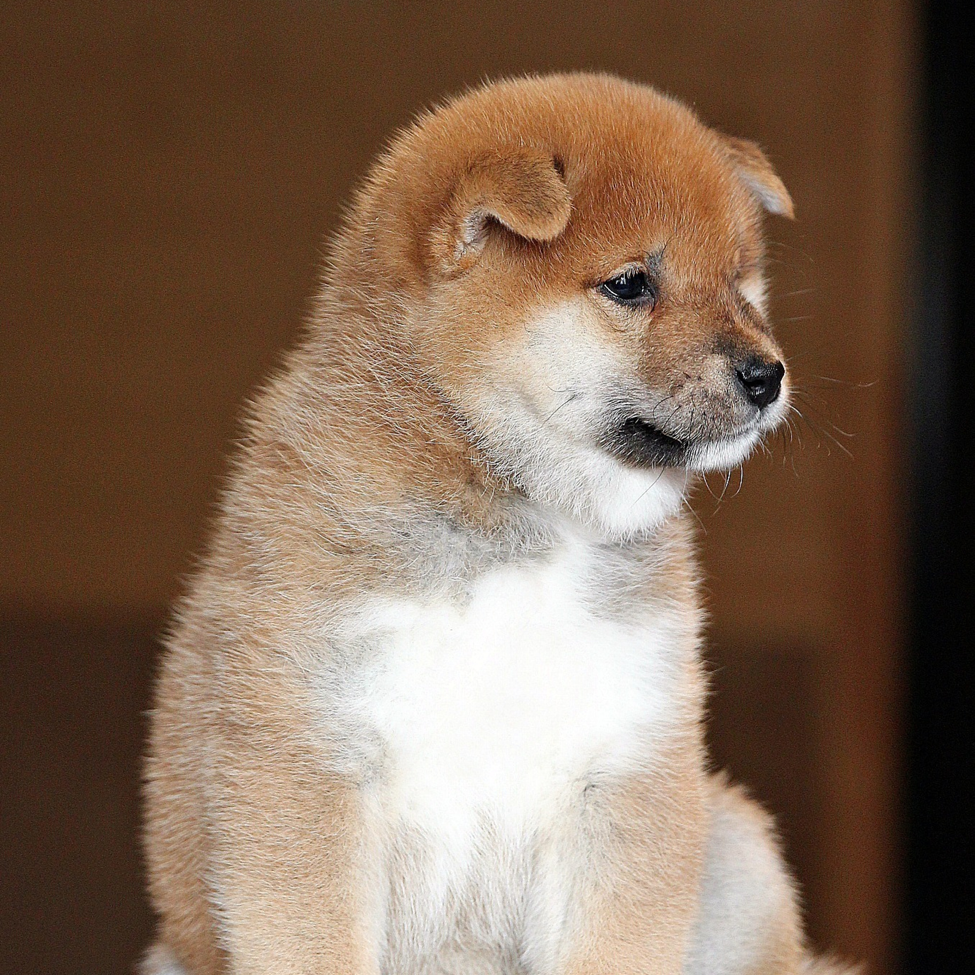 Помет T — Shiomaru kennel. SHIOMARU Shiba and Akita Inu Kennel