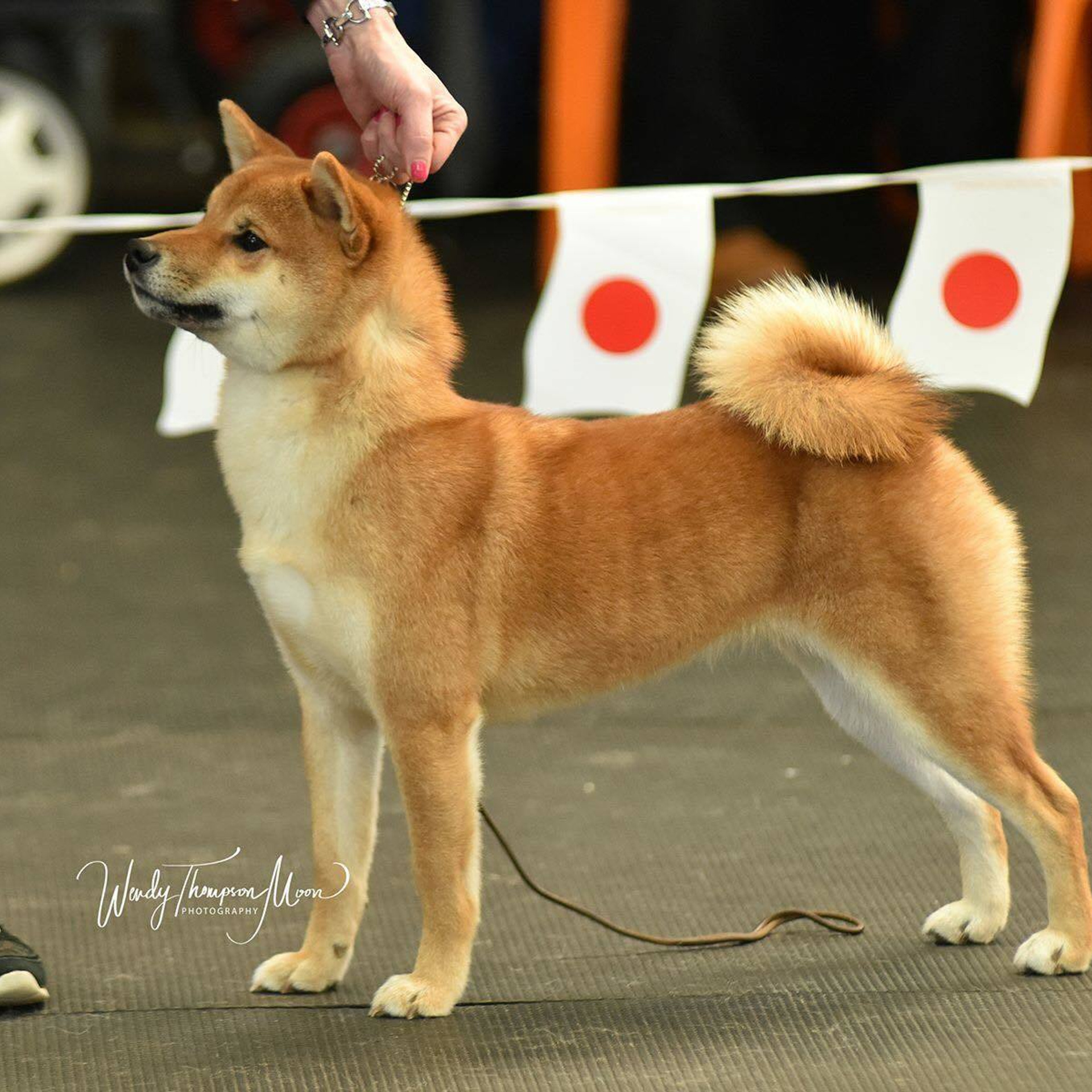 Выпускники питомника. SHIOMARU Питомник сиба и акита-ину