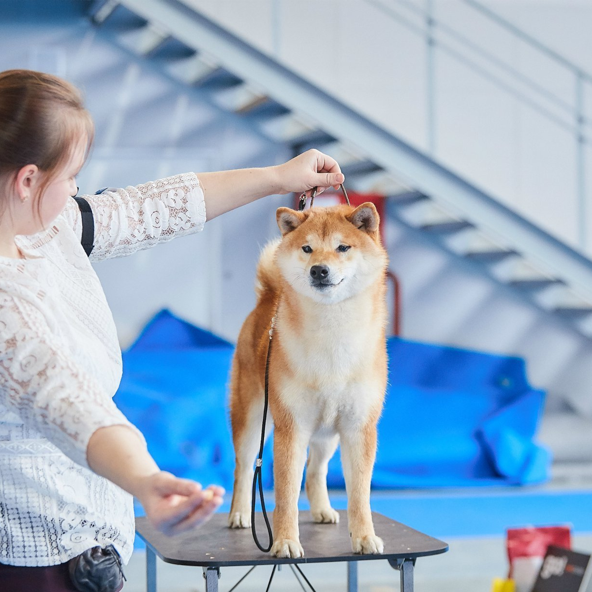 Выпускники питомника. SHIOMARU Питомник сиба и акита-ину
