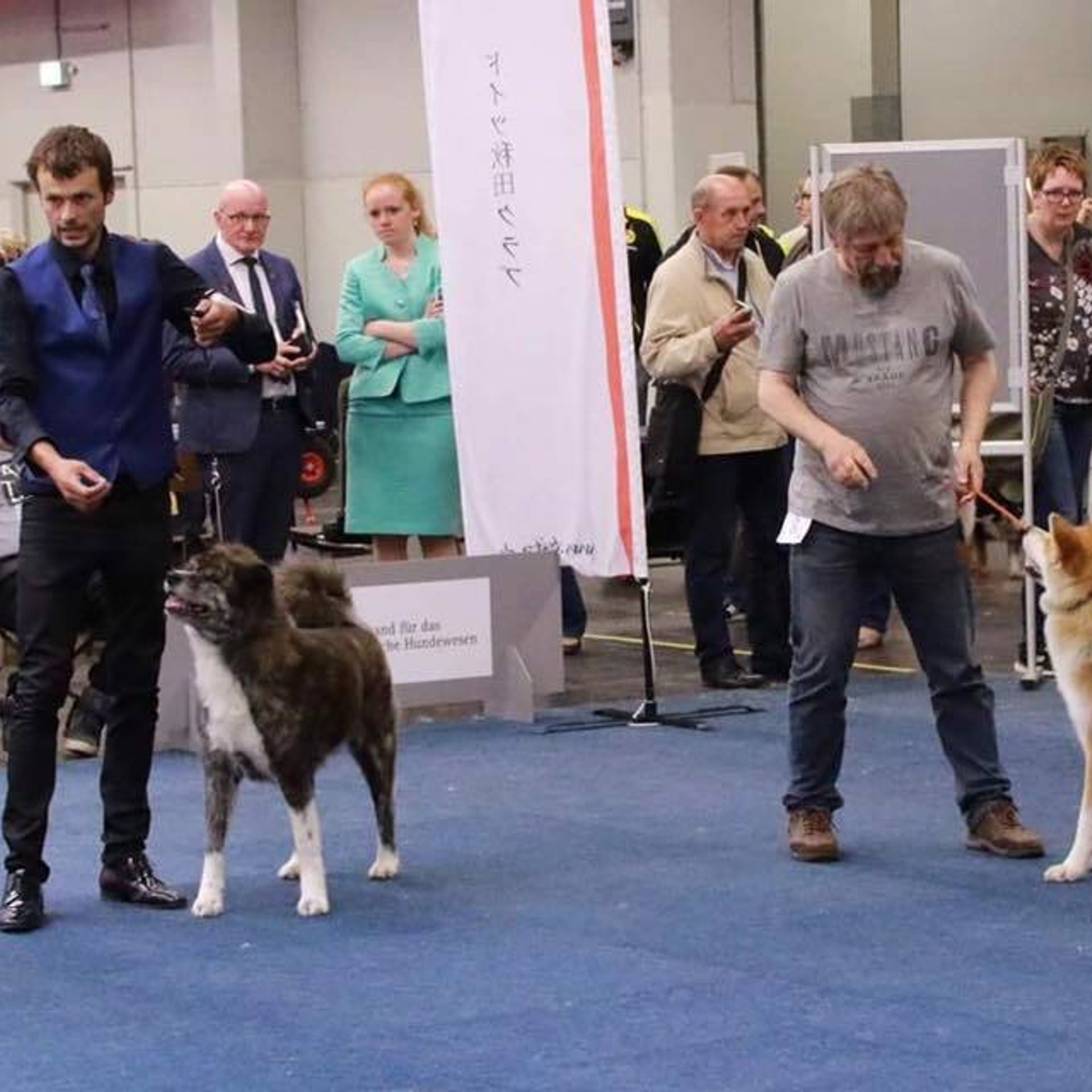 Dog show 2017. SHIOMARU Питомник сиба и акита-ину