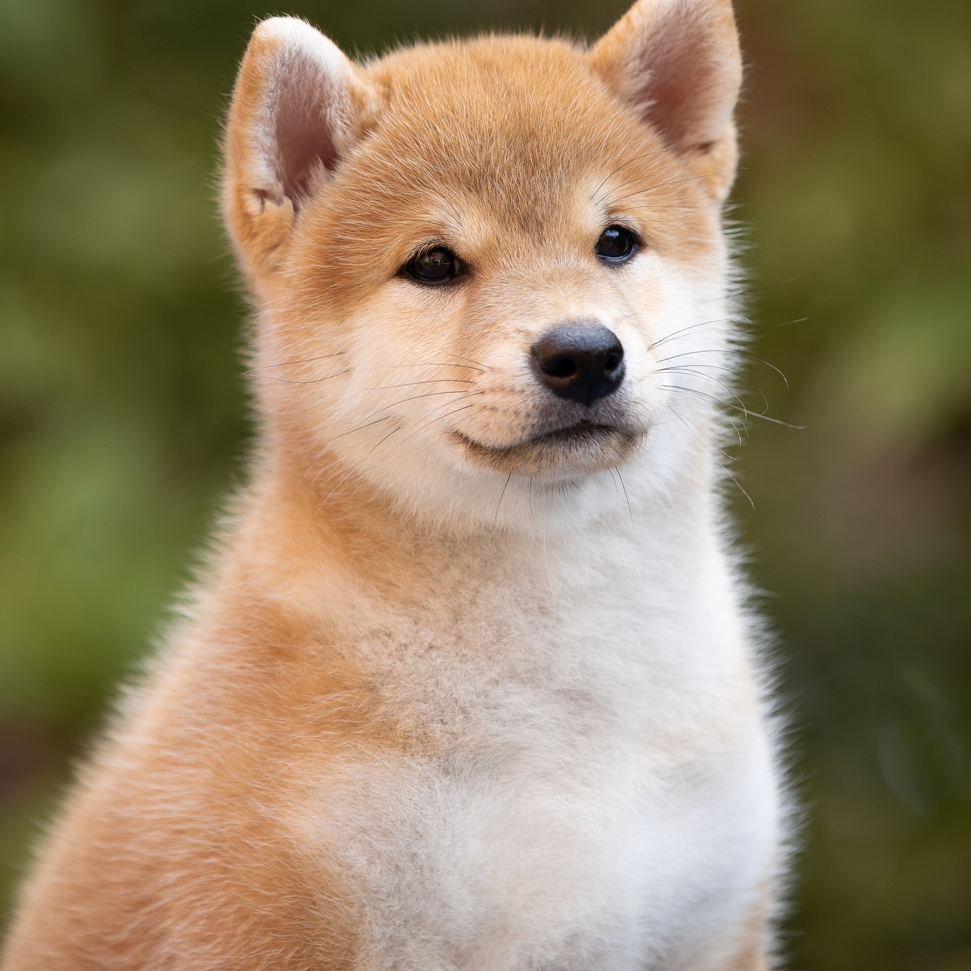 Litter W. SHIOMARU Shiba and Akita Inu Kennel