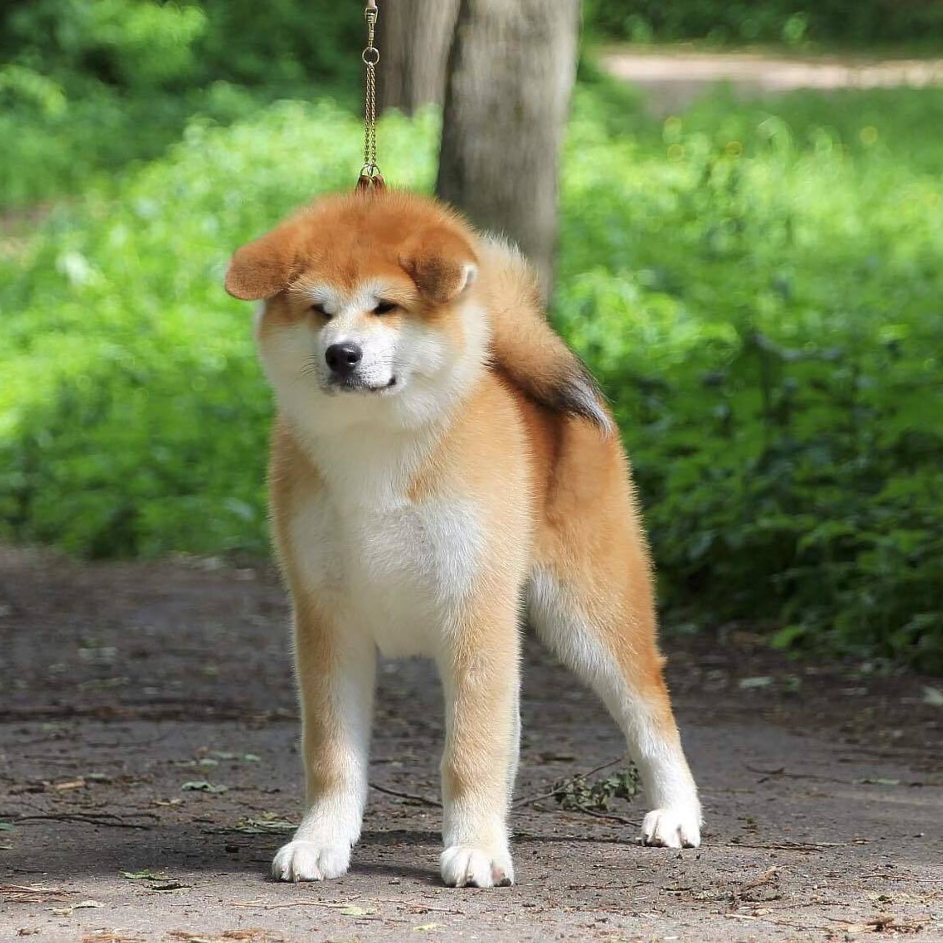 ПОМЕТ K. SHIOMARU Питомник сиба и акита-ину