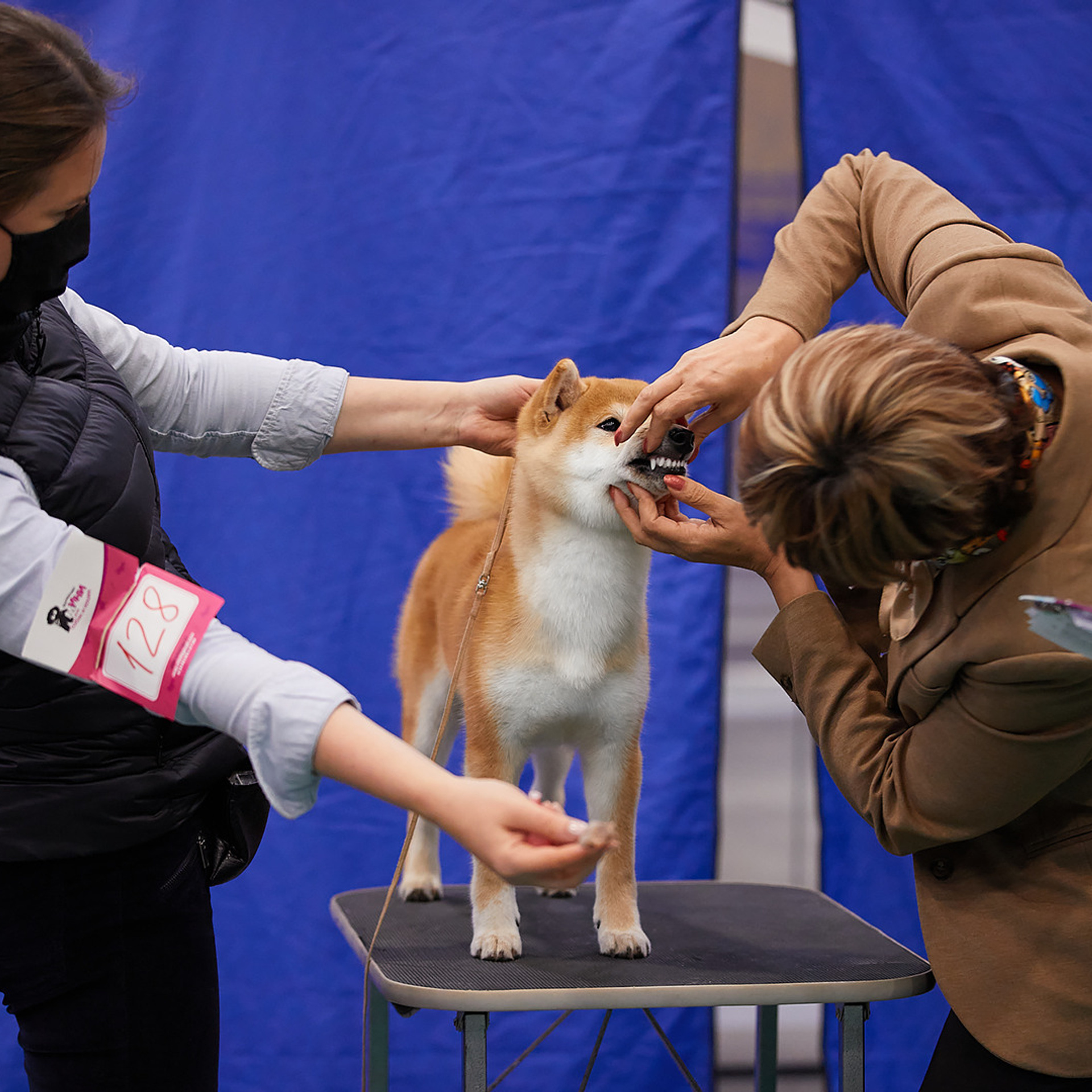 2020. SHIOMARU Shiba and Akita Inu Kennel