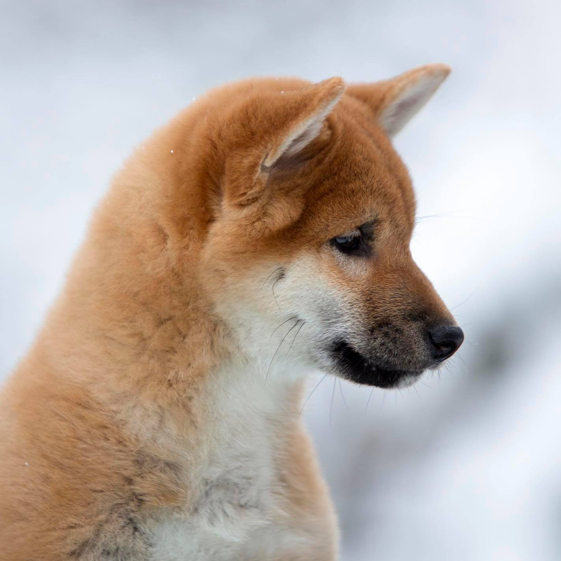 ПОМЕТ С. SHIOMARU Питомник сиба и акита-ину