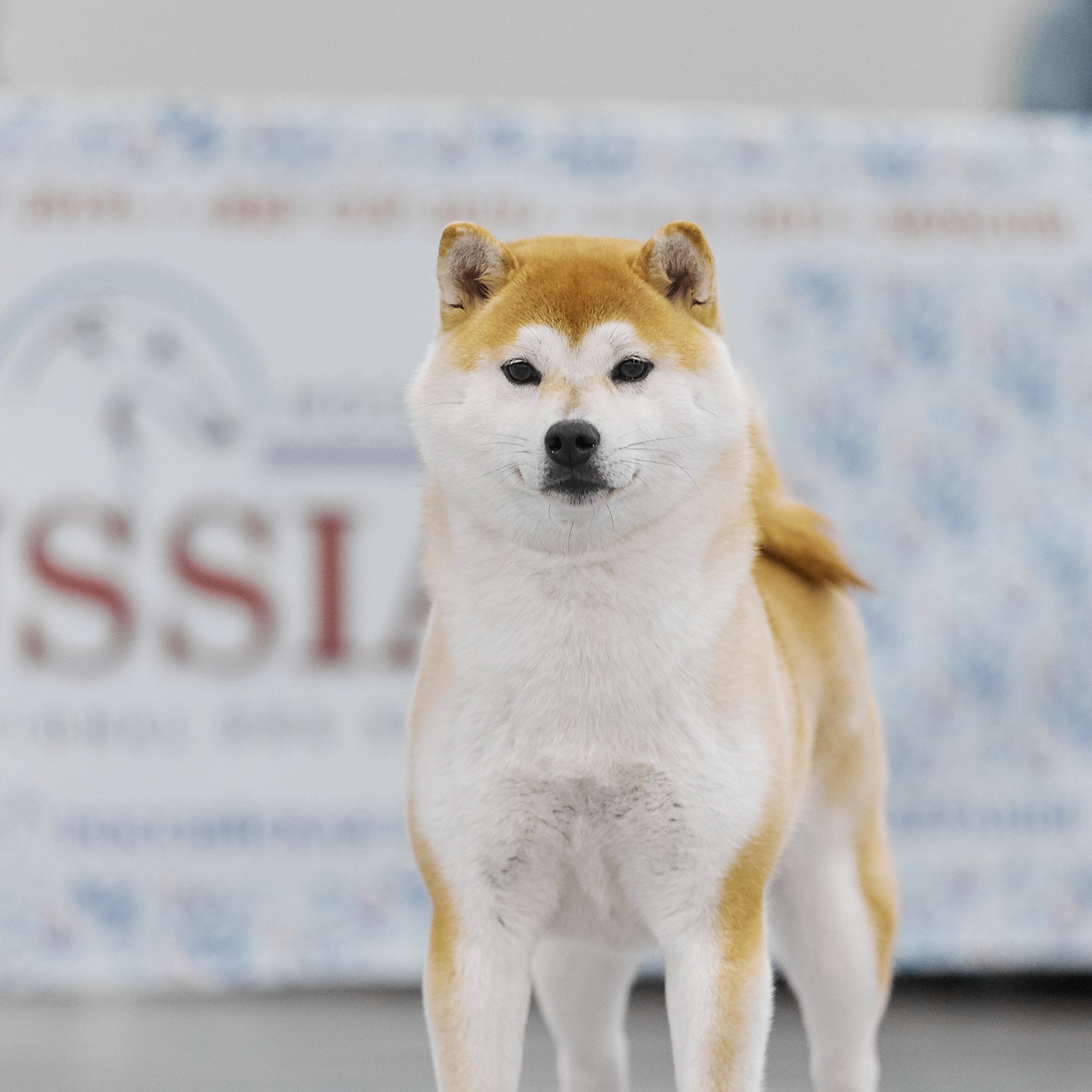 LYURUA DYURING HONMEI CHOKO. SHIOMARU Питомник сиба и акита-ину