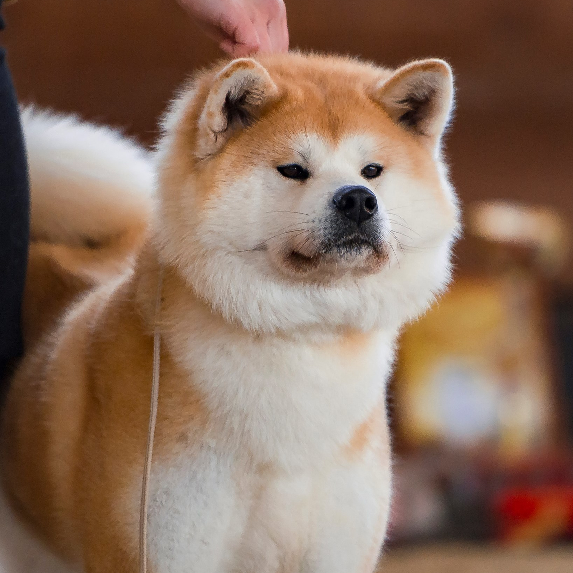 Dog show 2017. SHIOMARU Питомник сиба и акита-ину