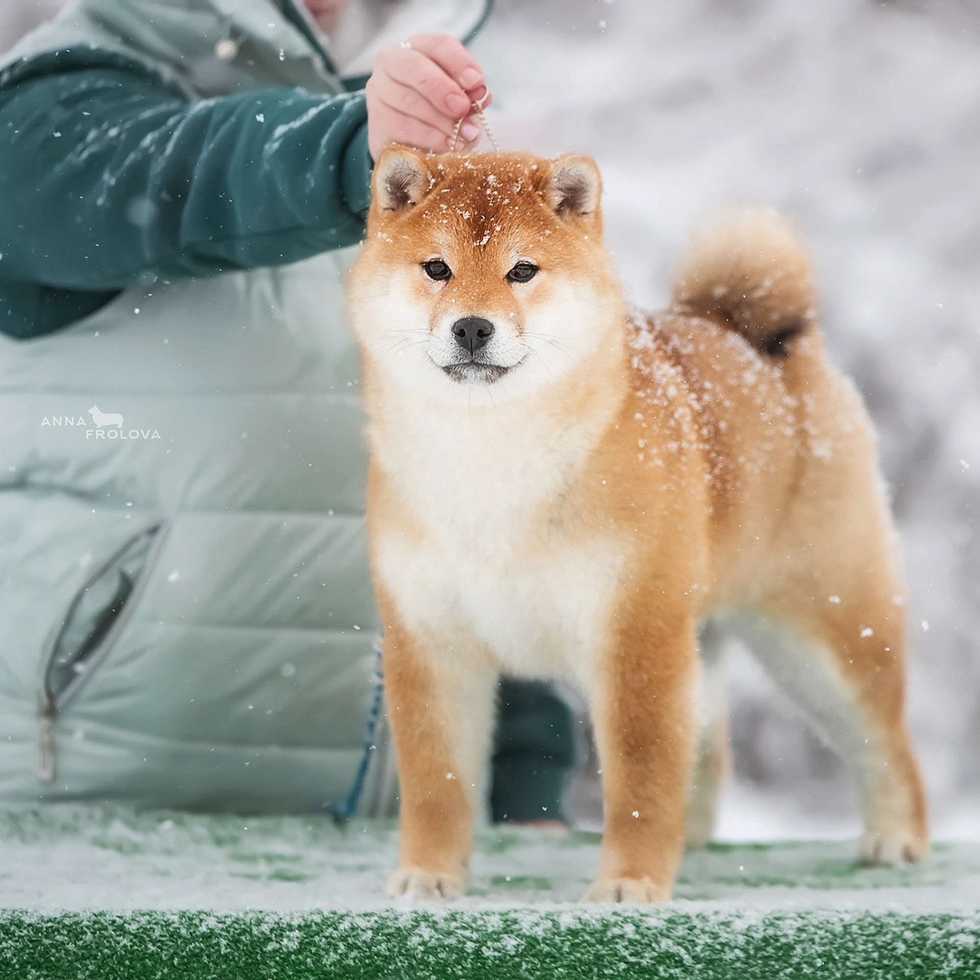 SHIOMARU DON'T KILL THE MAGIC. SHIOMARU Питомник сиба и акита-ину