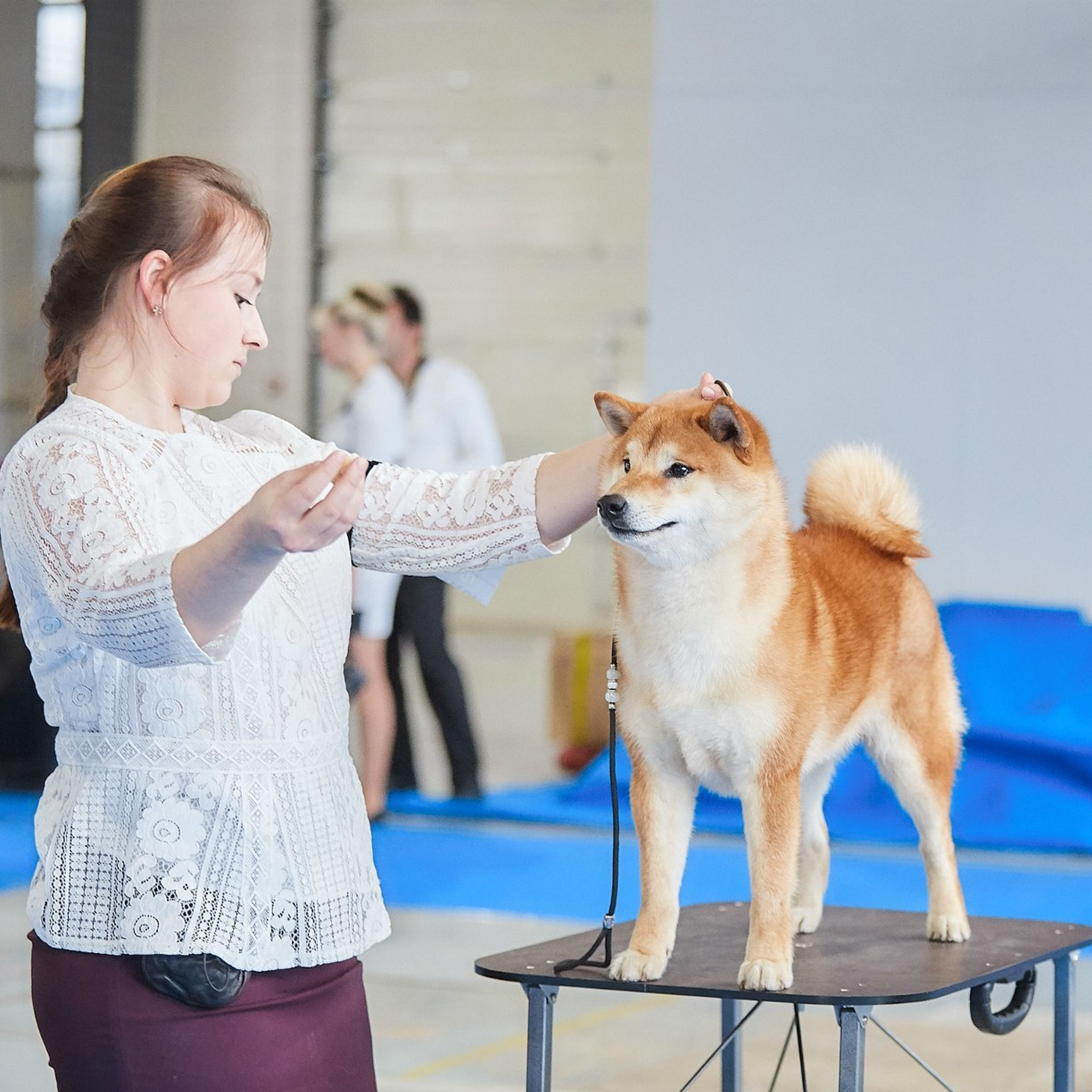 Выпускники питомника. SHIOMARU Питомник сиба и акита-ину