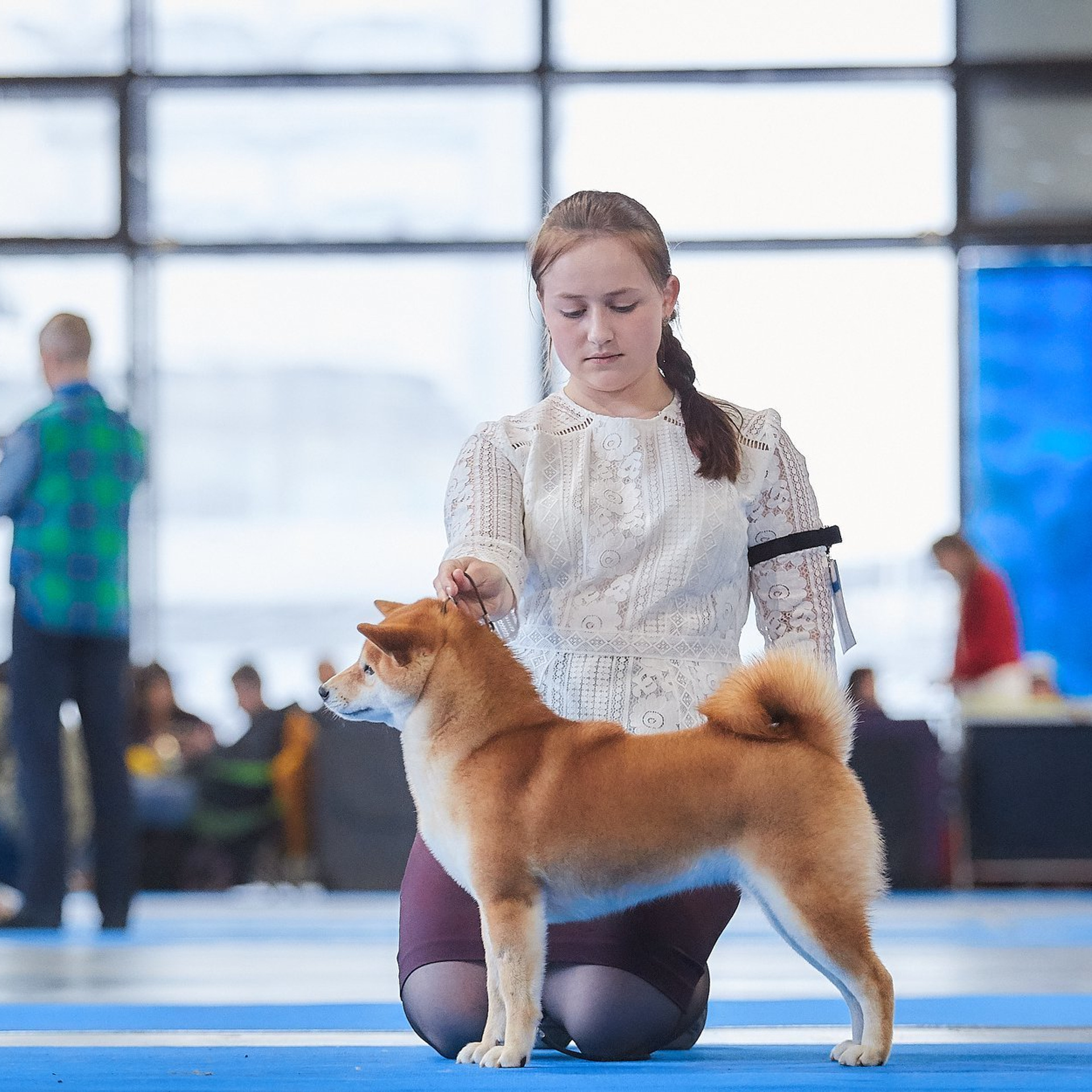 Dog show 2018. SHIOMARU Питомник сиба и акита-ину