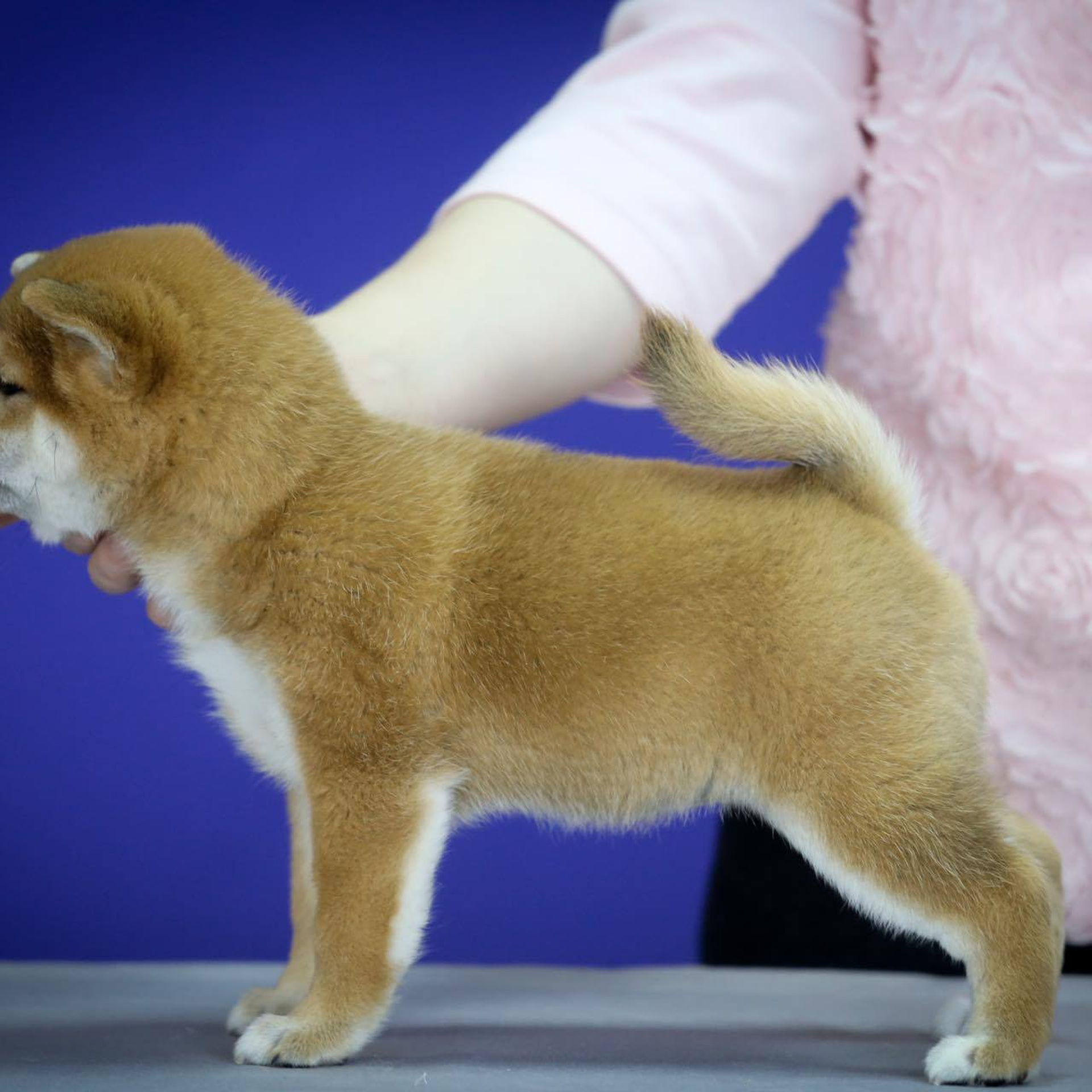 ПОМЕТ G. SHIOMARU Питомник сиба и акита-ину