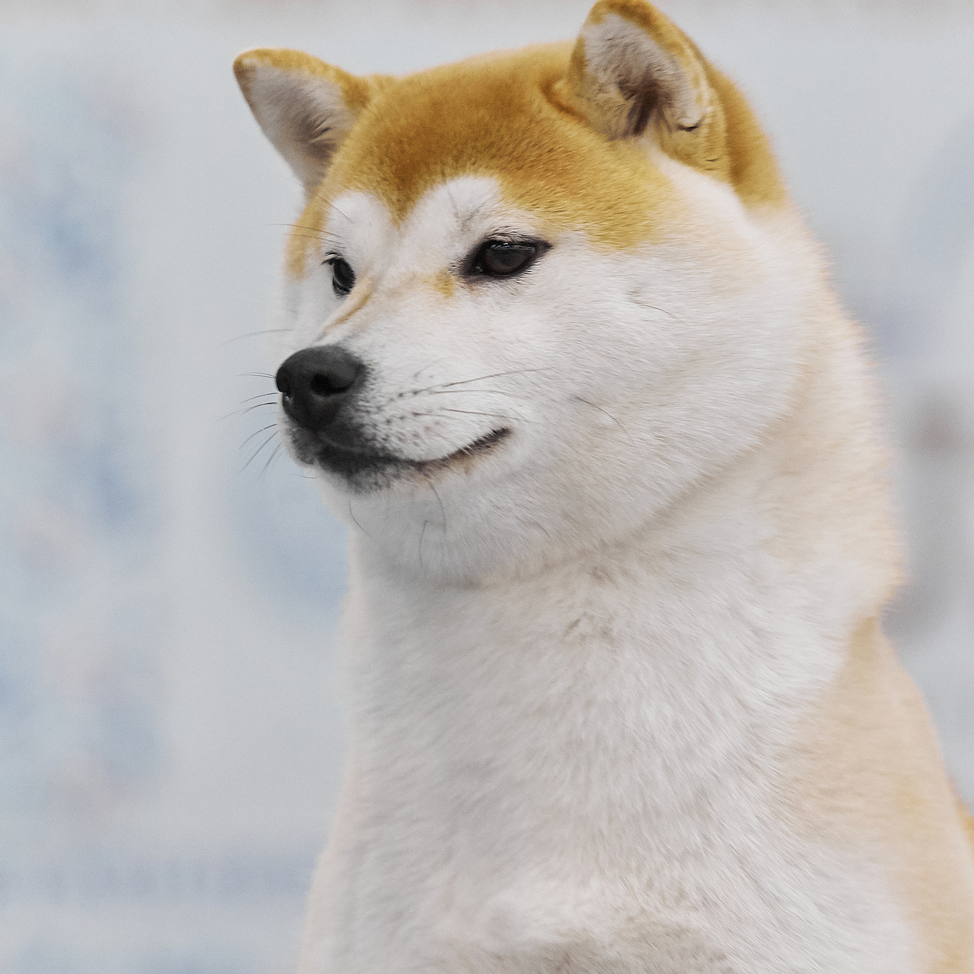 LYURUA DYURING HONMEI CHOKO. SHIOMARU Питомник сиба и акита-ину