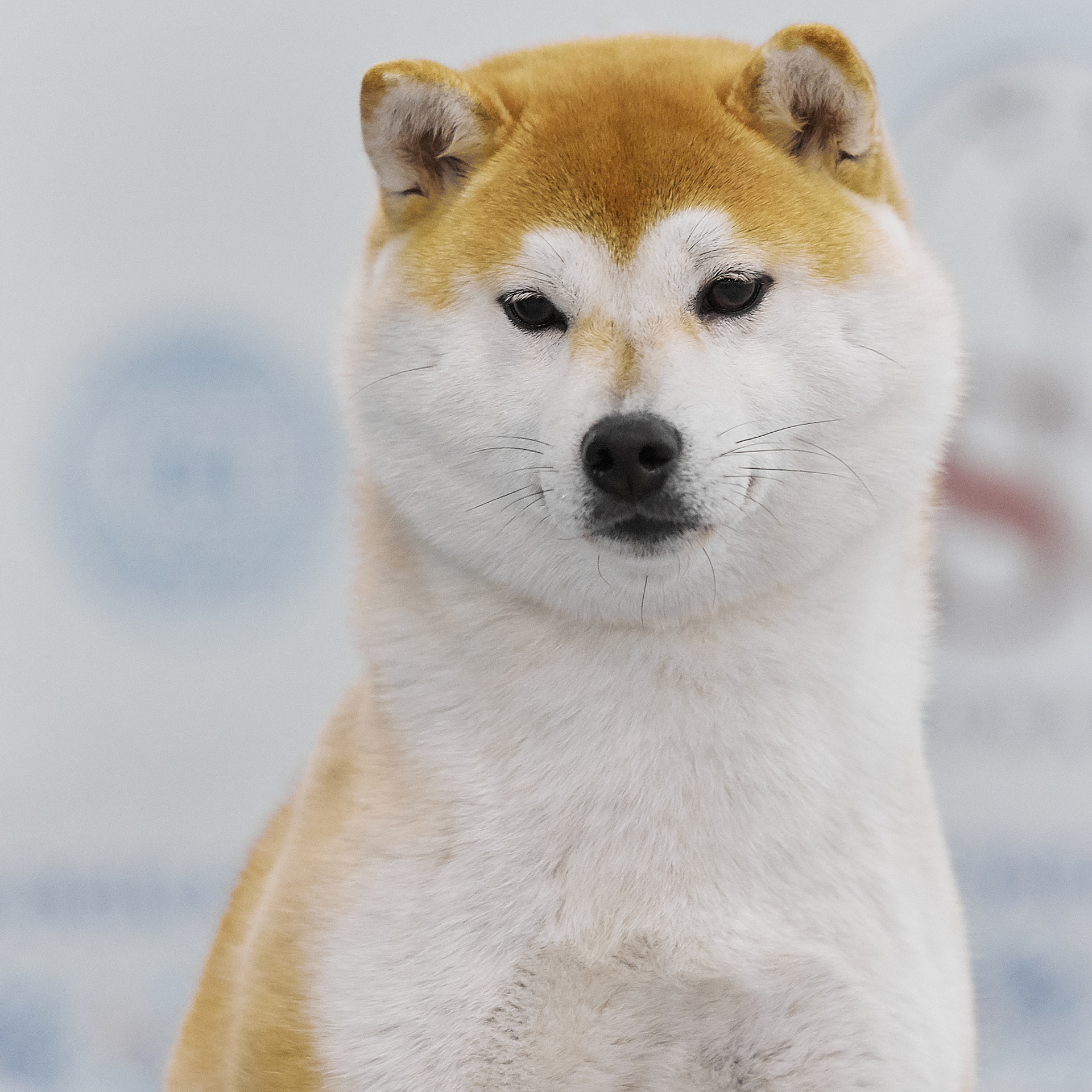 LYURUA DYURING HONMEI CHOKO. SHIOMARU Питомник сиба и акита-ину