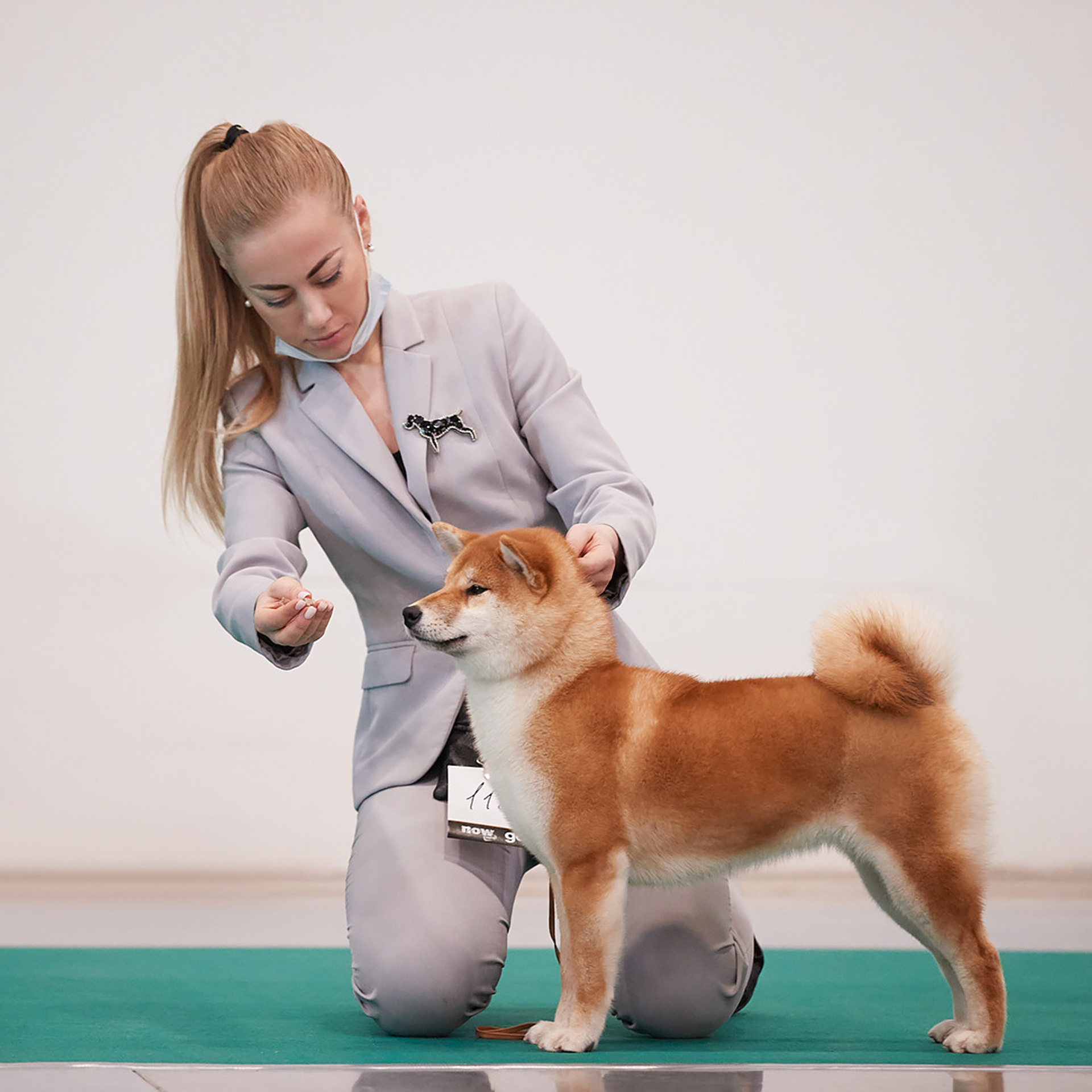 2020. SHIOMARU Shiba and Akita Inu Kennel