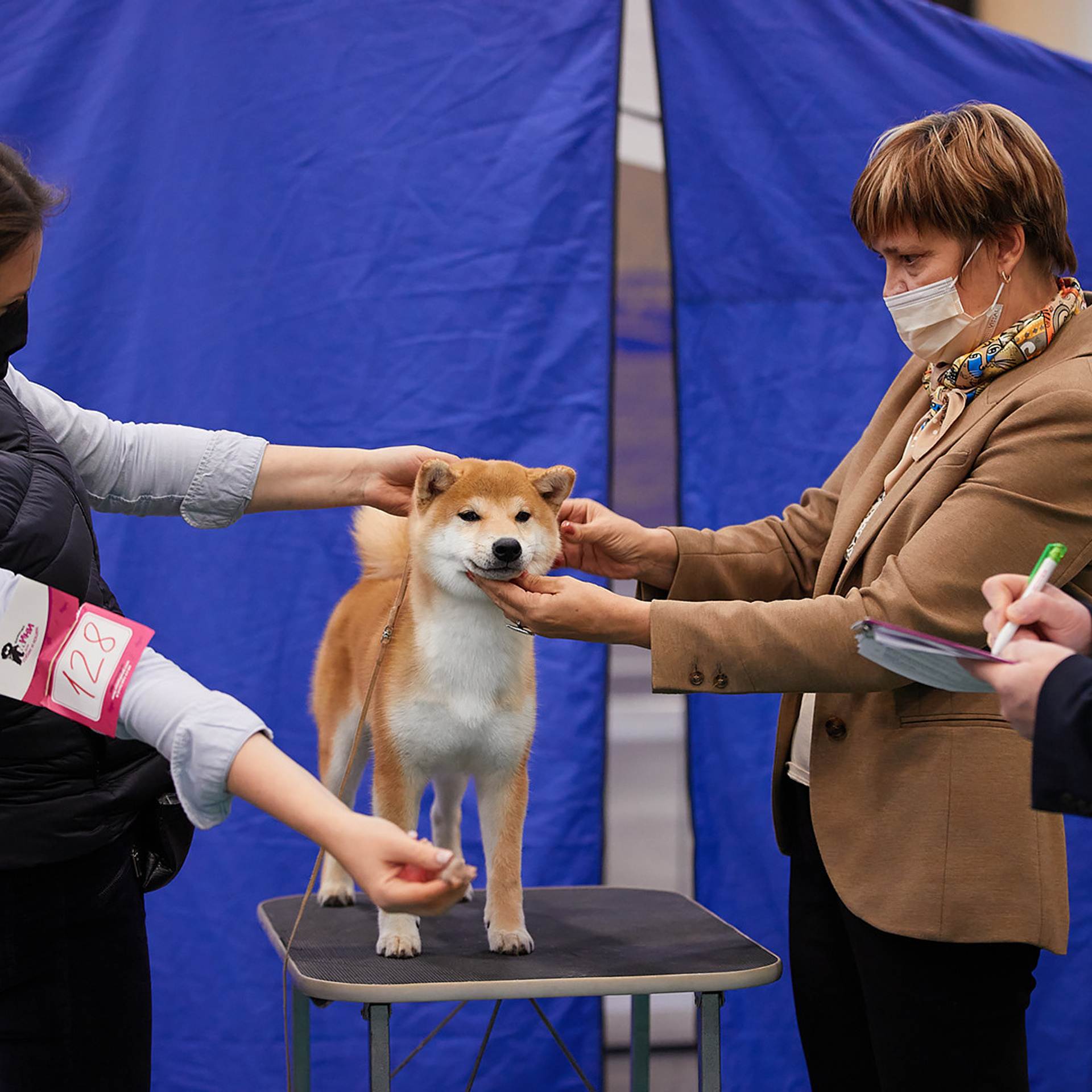 2020. SHIOMARU Shiba and Akita Inu Kennel
