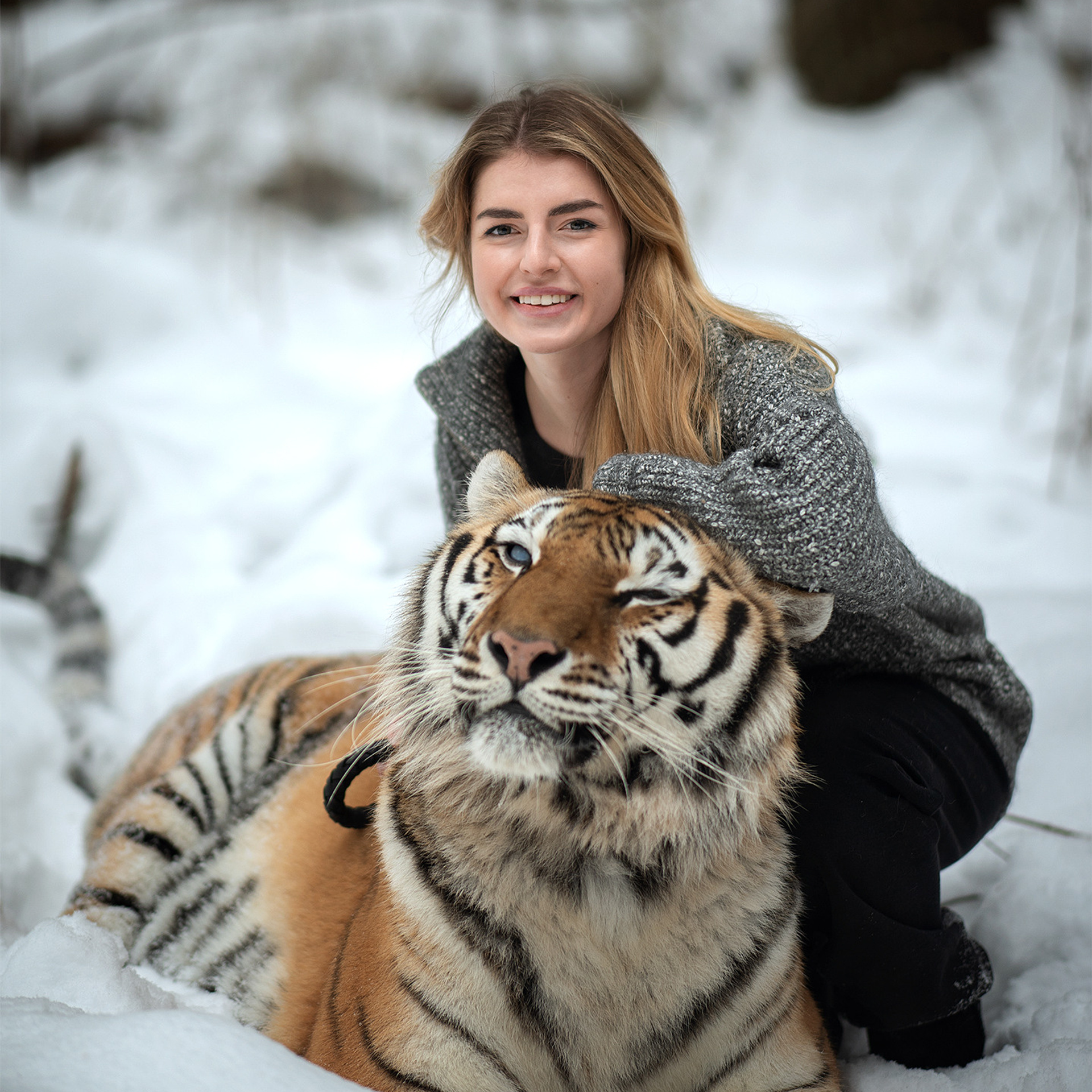 фотосессия с тигром, фотосессия с тигром в москве, тигр москва, девушка с тигром, девушка и тигр, портрет с тигром, фото с тигром