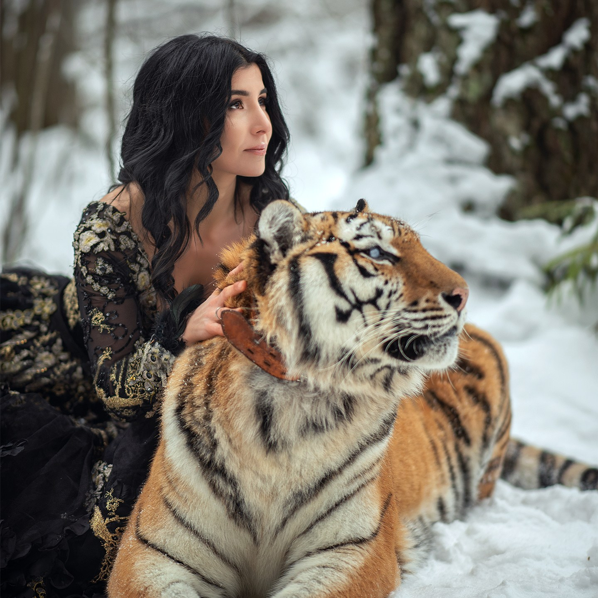 фотосессия с тигром, фотосессия с тигром в москве, тигр москва, девушка с тигром, девушка и тигр, портрет с тигром, фото с тигром