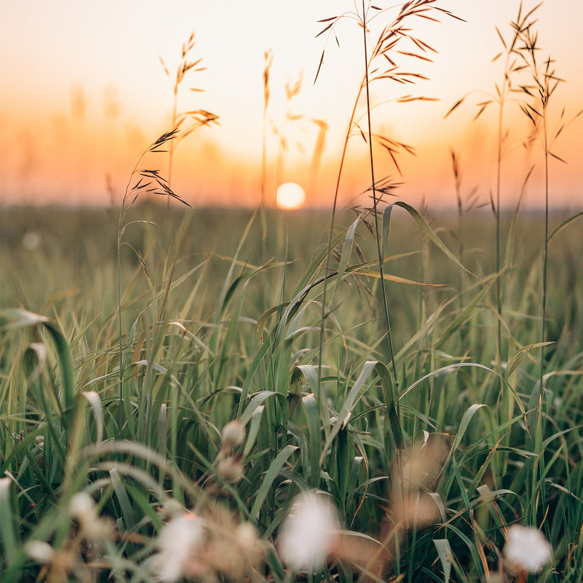 Луг (село Отрадное)