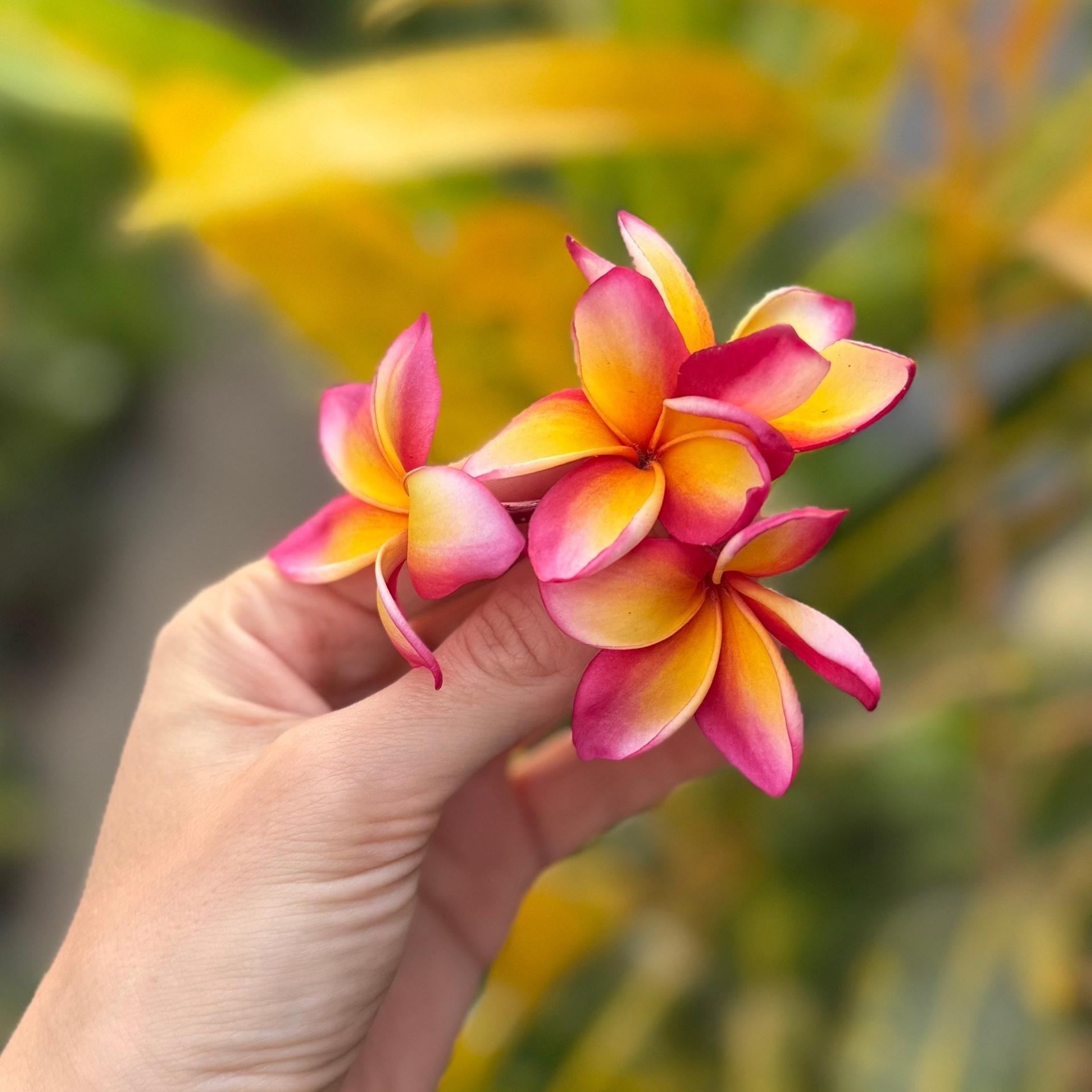 ИНДИЯ 2027. Художник, арт — терапевт, преподаватель рисования Шабырова Анна, Москва