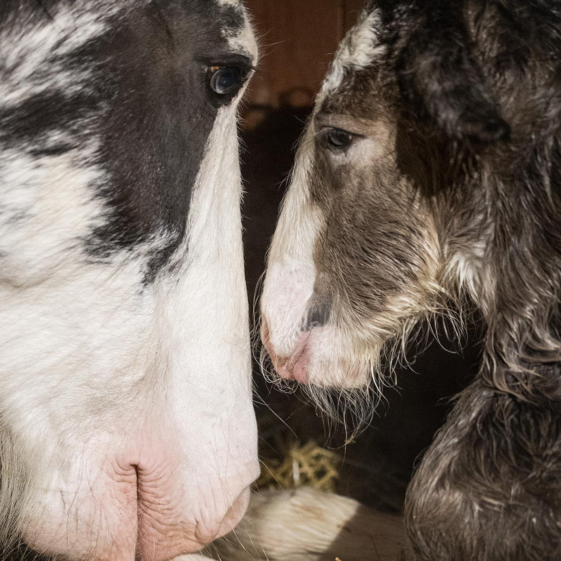 Lille Valley‘s Starlight