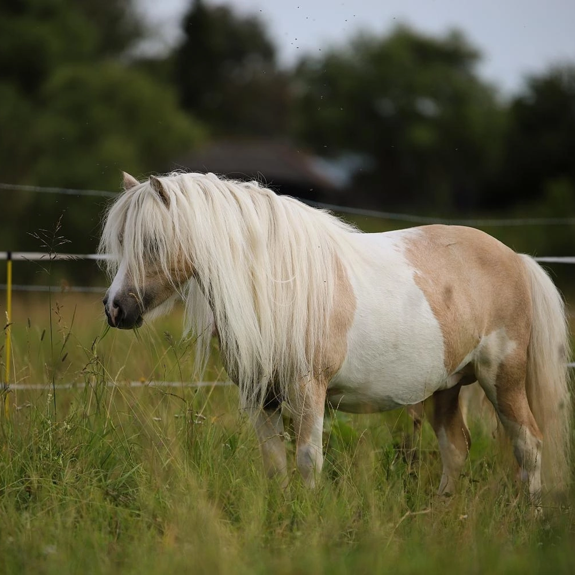 Diana V.D. Westerbrink