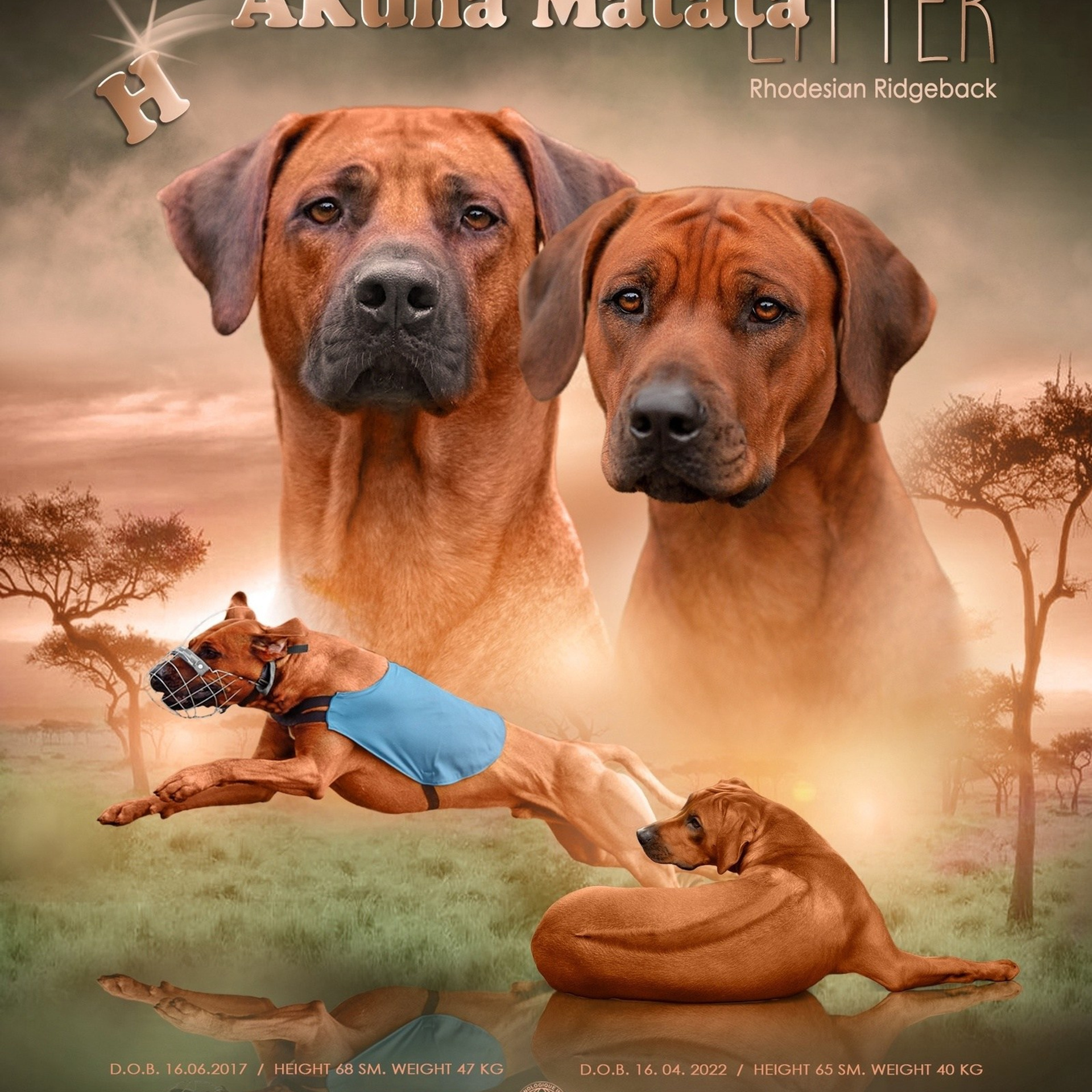 (H)AKUNA MATATA Iz Doma Narayzi