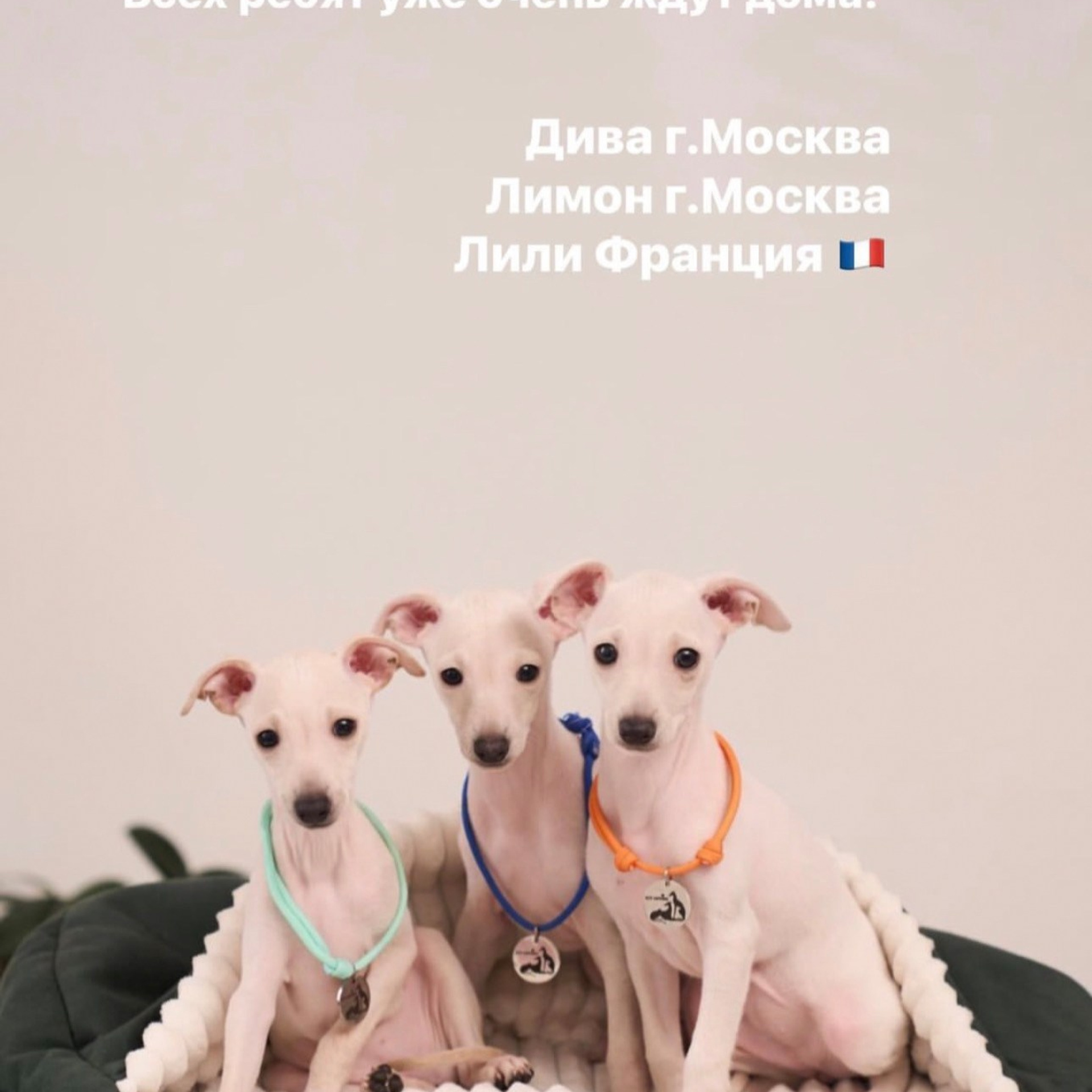 Итоги марта. Профессиональный питомник левреток РКФ/FCI ASTI SAPPHIRE 💎 Сочи|Санкт-Петербург