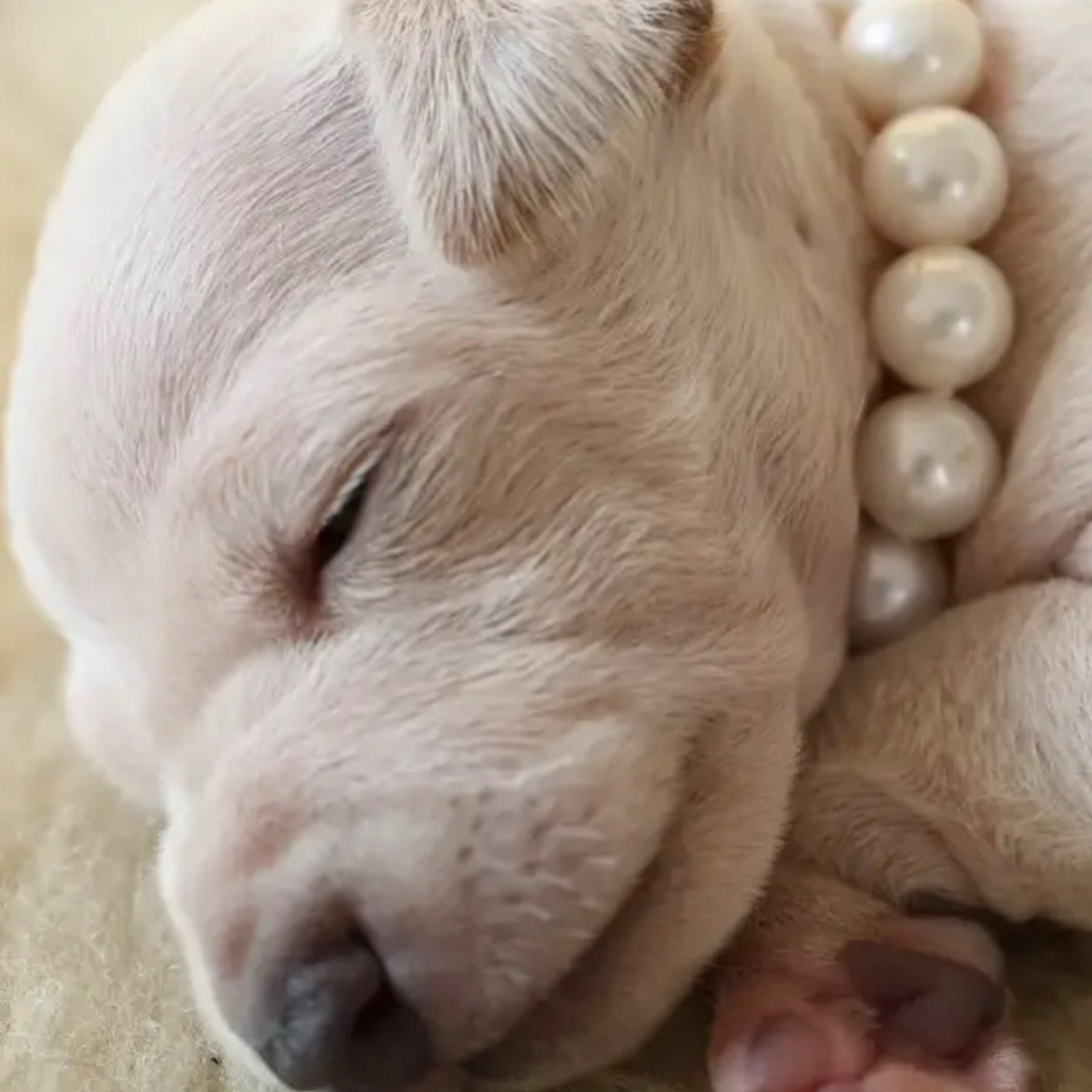 Итоги марта. Профессиональный питомник левреток РКФ/FCI ASTI SAPPHIRE 💎 Сочи|Санкт-Петербург