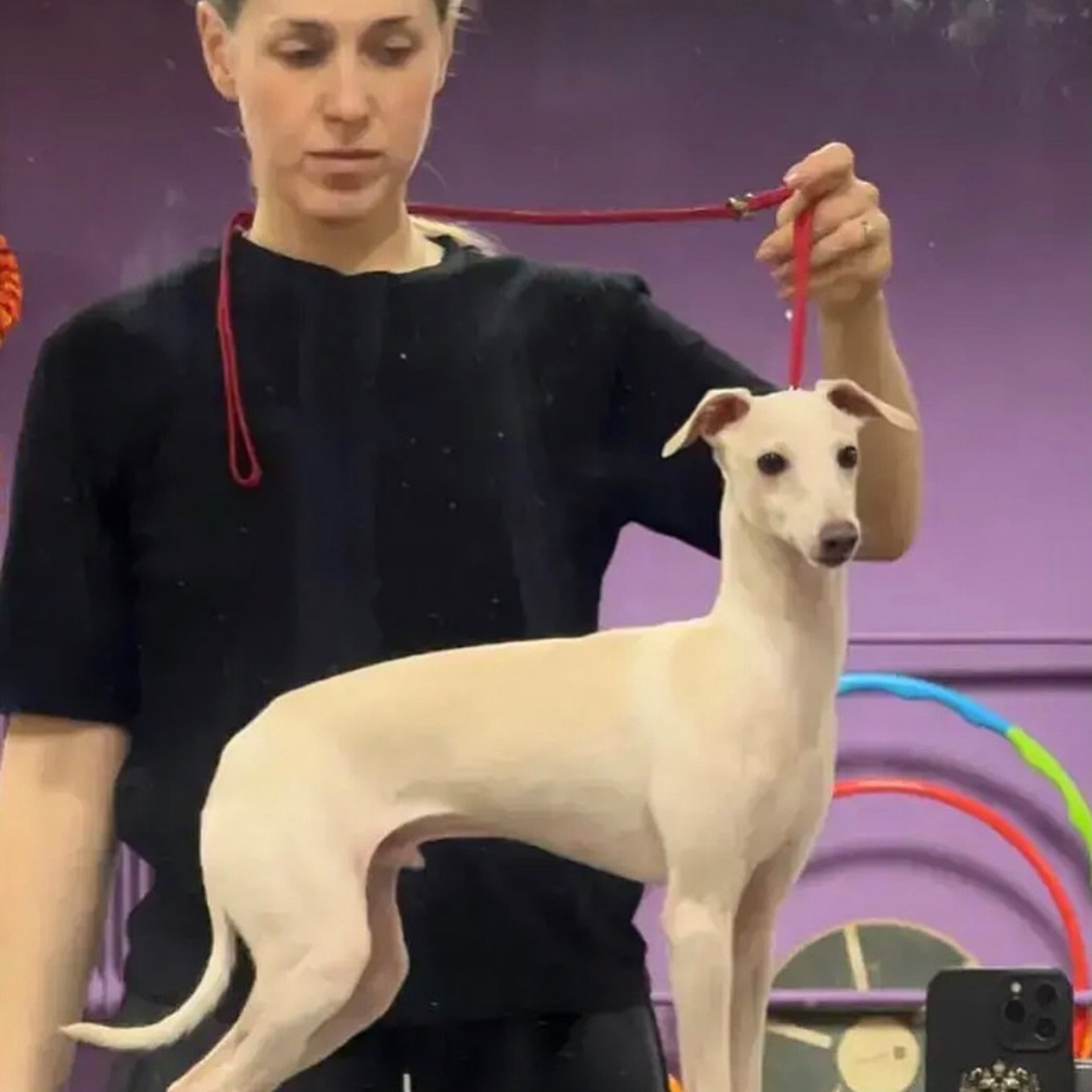 Итоги марта. Профессиональный питомник левреток РКФ/FCI ASTI SAPPHIRE 💎 Сочи|Санкт-Петербург