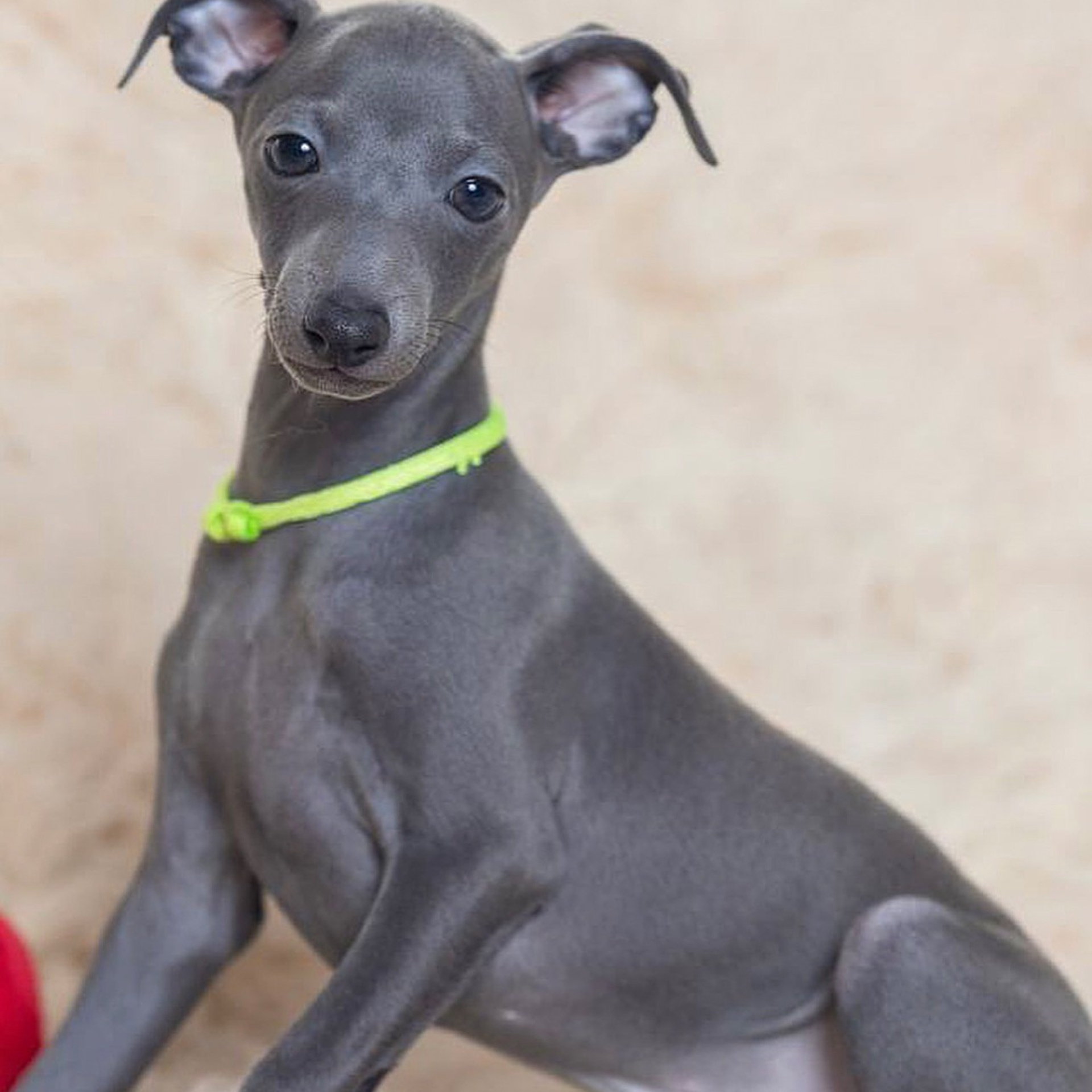 Итоги марта. Профессиональный питомник левреток РКФ/FCI ASTI SAPPHIRE 💎 Сочи|Санкт-Петербург