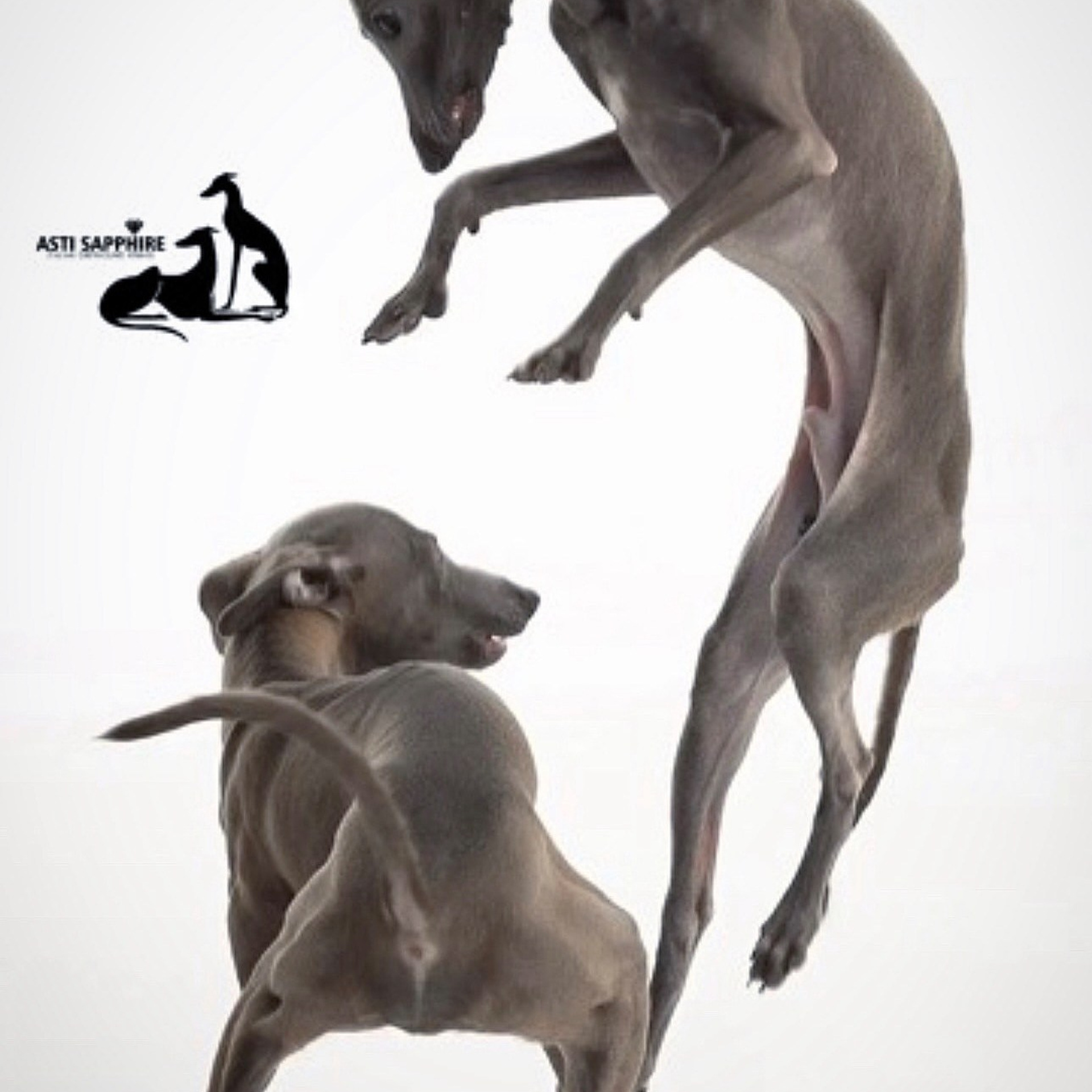 Итоги марта. Профессиональный питомник левреток РКФ/FCI ASTI SAPPHIRE 💎 Сочи|Санкт-Петербург