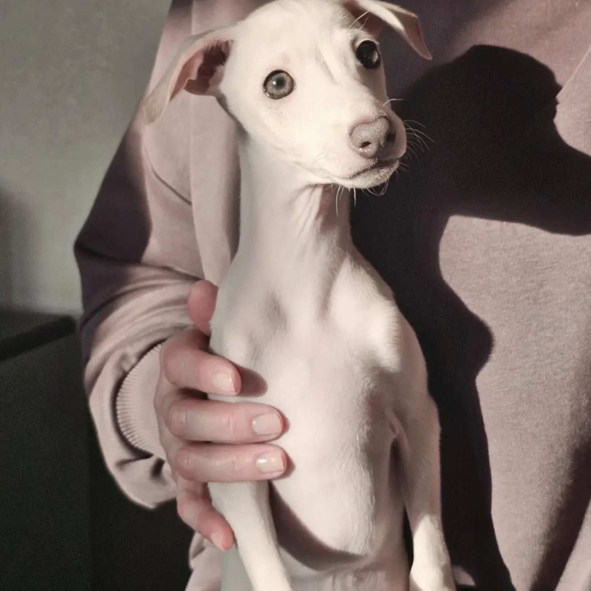 Итоги марта. Профессиональный питомник левреток РКФ/FCI ASTI SAPPHIRE 💎 Сочи|Санкт-Петербург