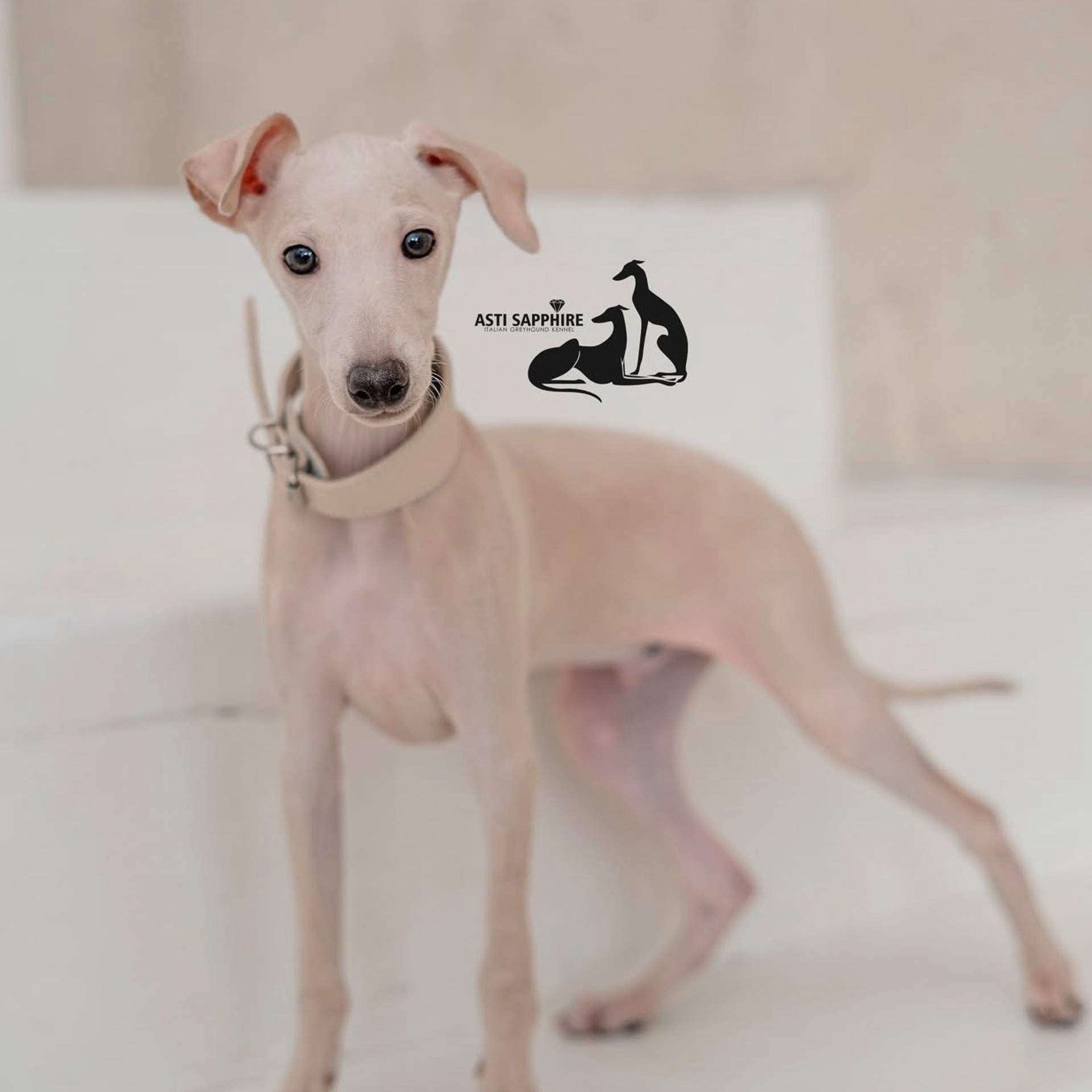 Итоги марта. Профессиональный питомник левреток РКФ/FCI ASTI SAPPHIRE 💎 Сочи|Санкт-Петербург