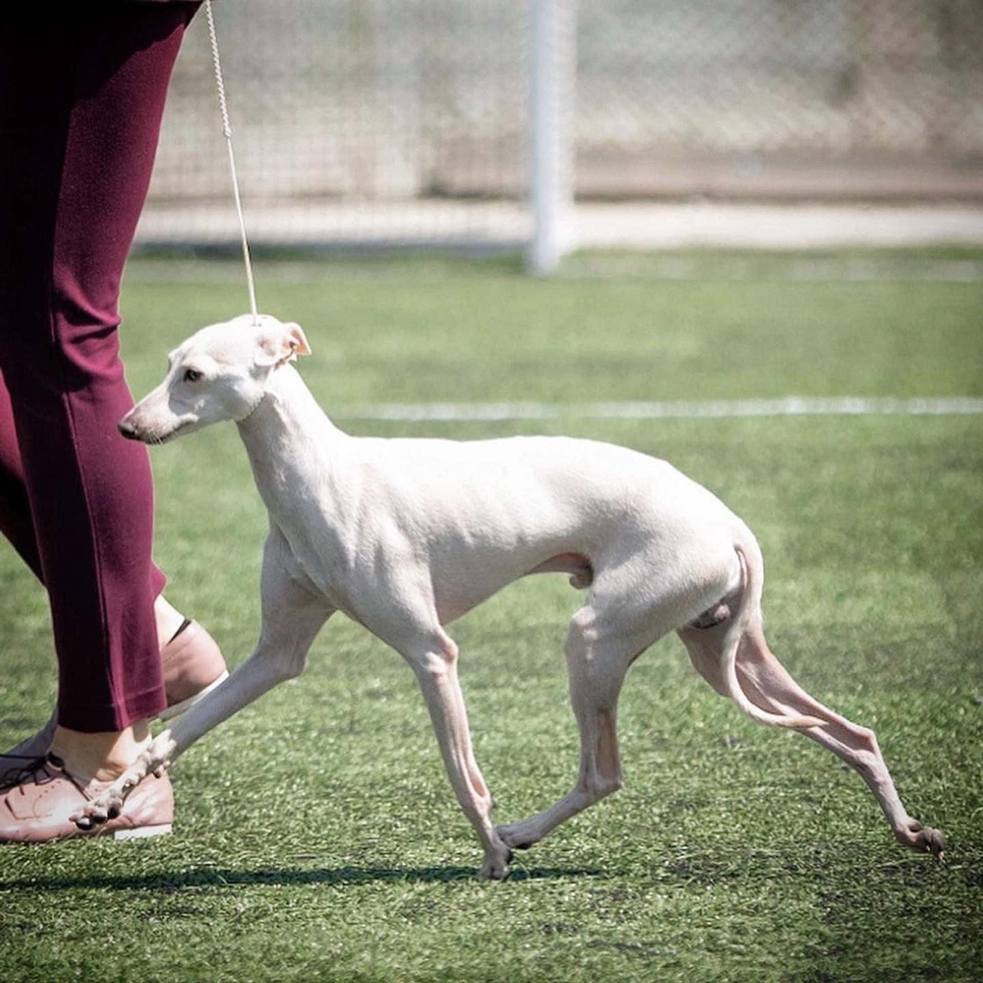 Angelo Celeste Laurus for Asti Sapphire. Профессиональный питомник левреток РКФ/FCI ASTI SAPPHIRE 💎 Сочи|Санкт-Петербург