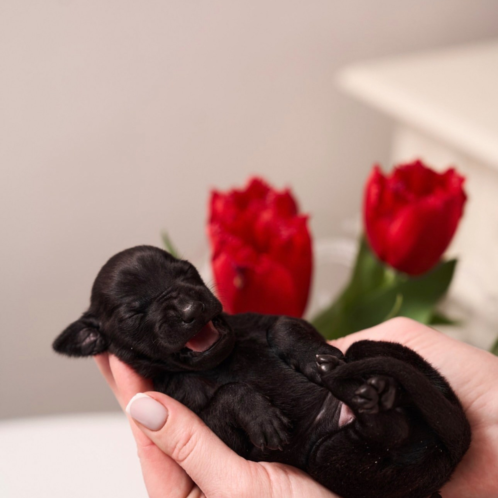 Итоги марта. Профессиональный питомник левреток РКФ/FCI ASTI SAPPHIRE 💎 Сочи|Санкт-Петербург