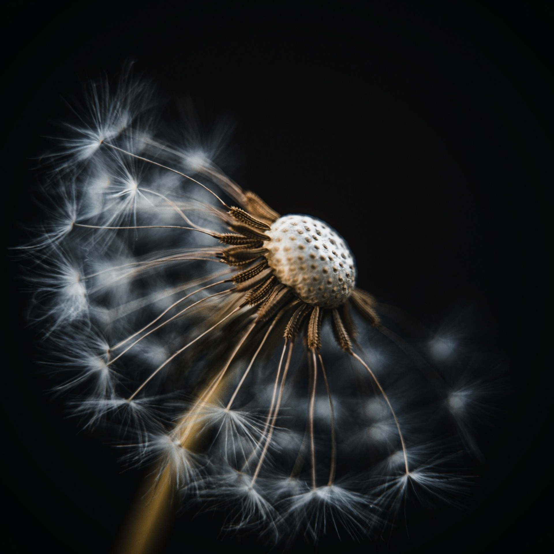 Предметный фотограф в Воронеже Дмитрий Игнатов