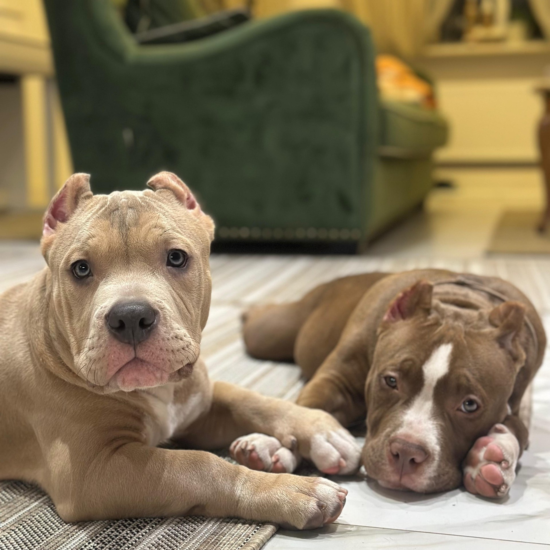 Щенки американского булли питомника SANGRES FRESCA, Московская область