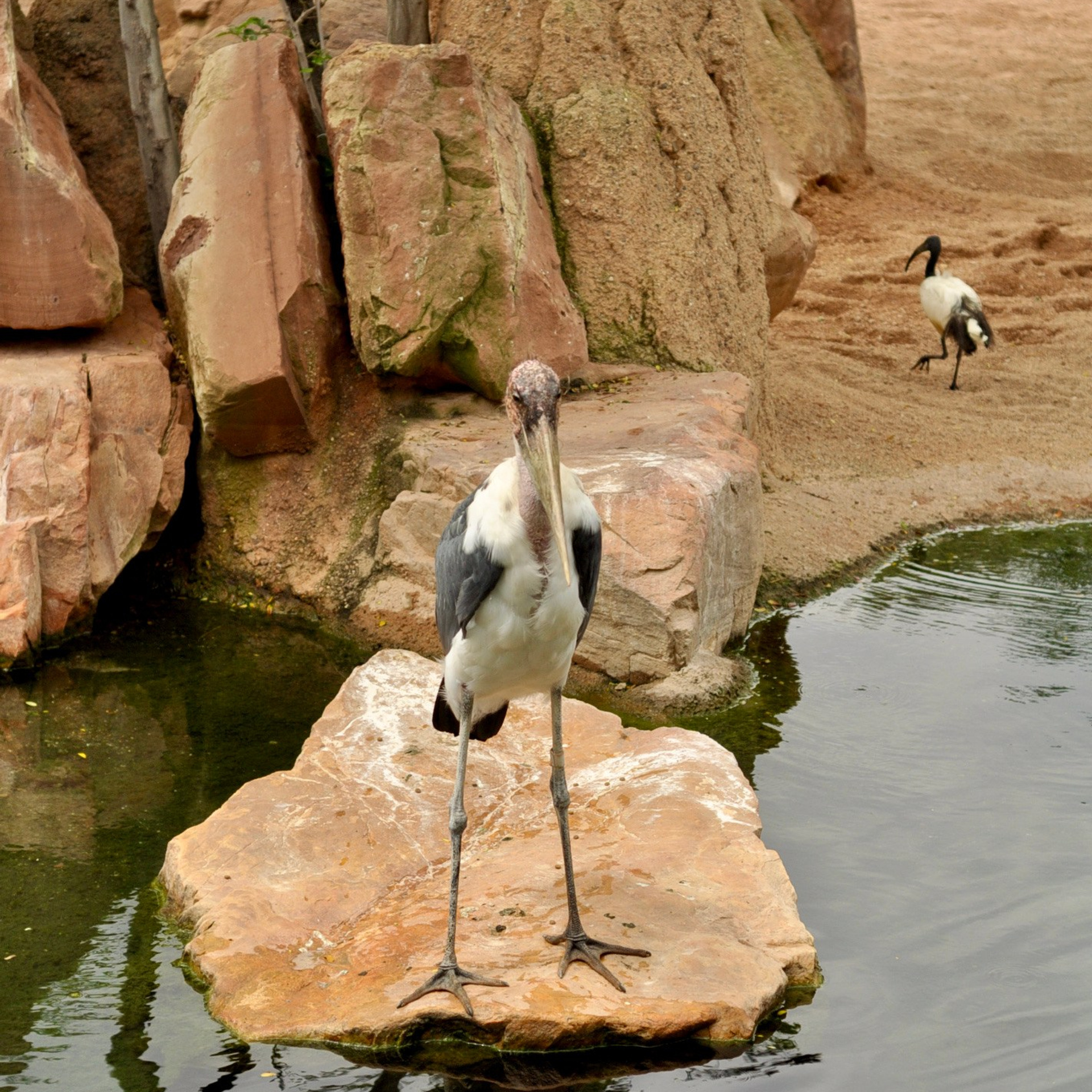 Биопарк в Валенсии. Гид и фотограф в Валенсии Новиков Михаил