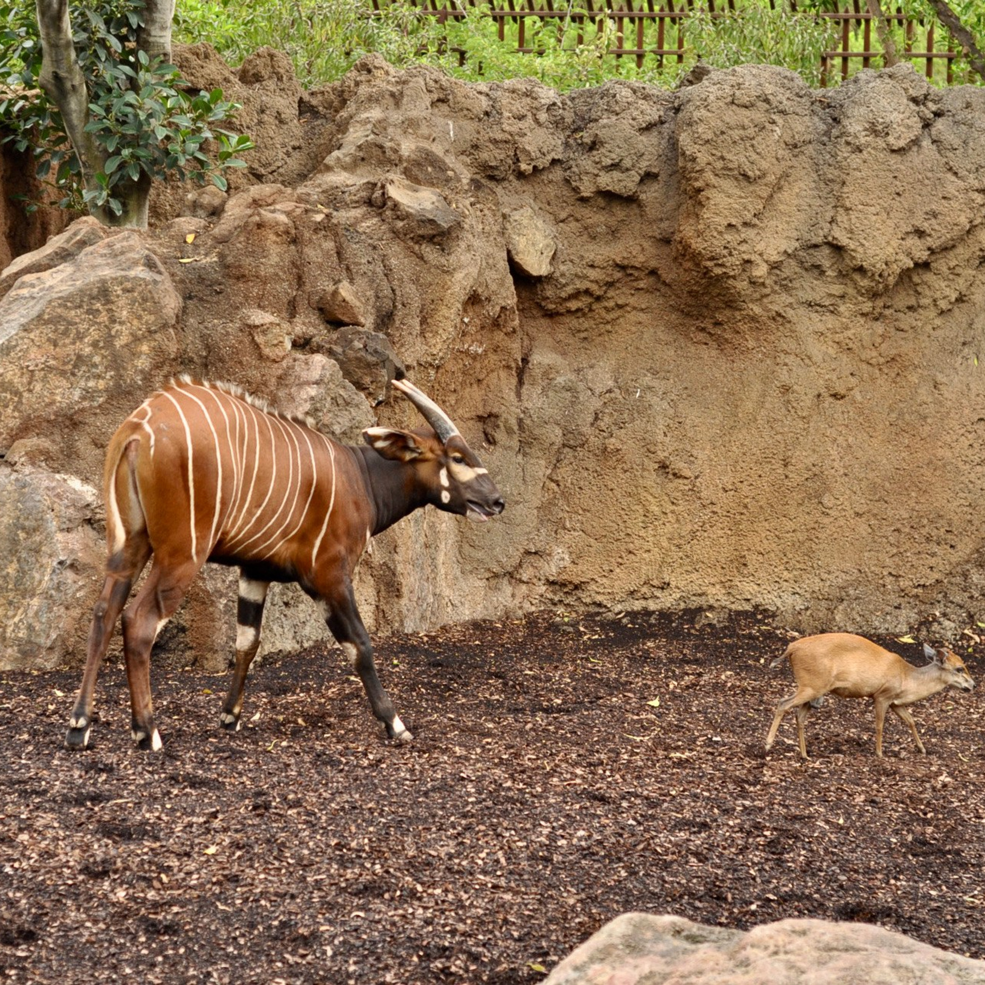Биопарк в Валенсии. Гид и фотограф в Валенсии Новиков Михаил