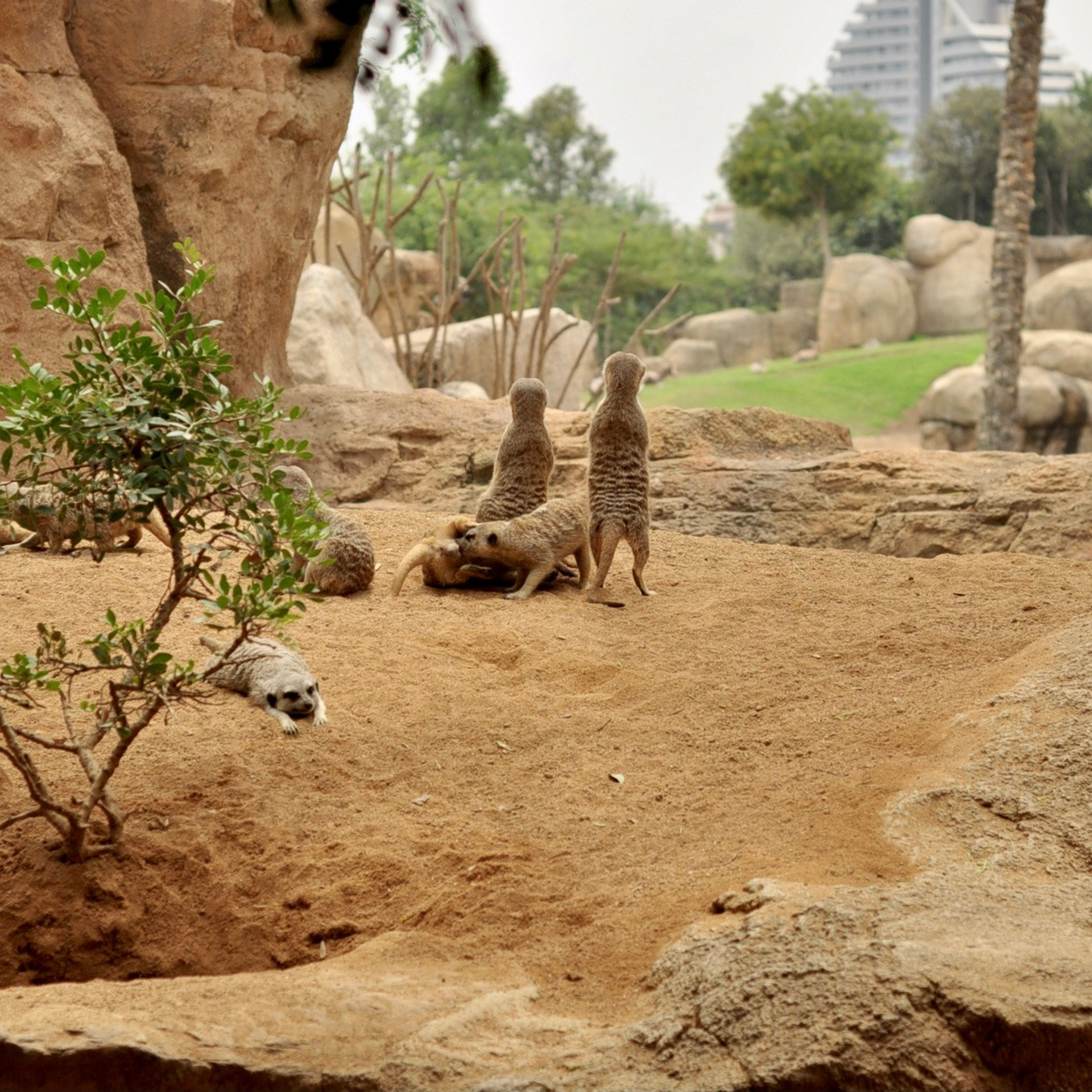 Биопарк в Валенсии. Гид и фотограф в Валенсии Новиков Михаил