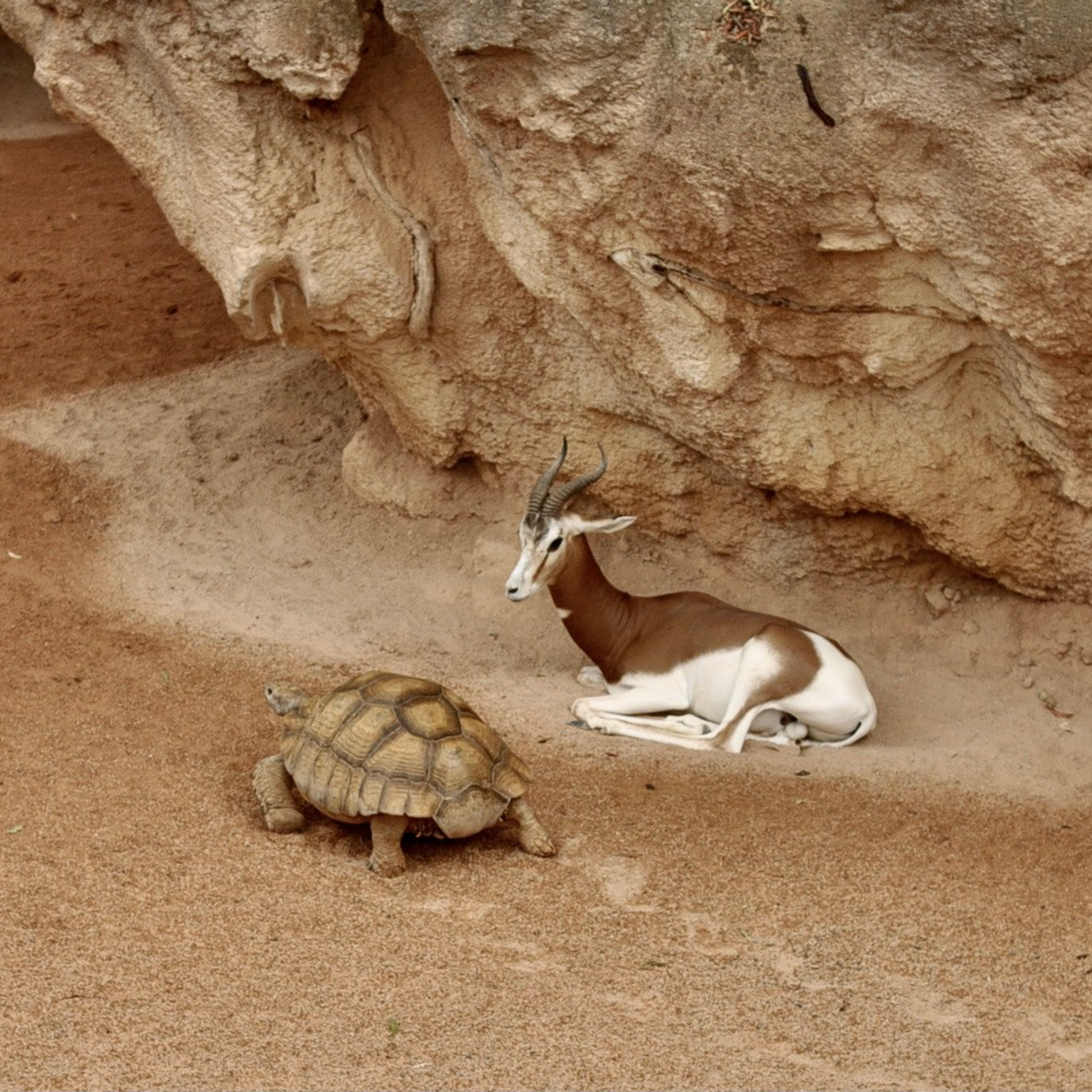 Биопарк в Валенсии. Гид и фотограф в Валенсии Новиков Михаил