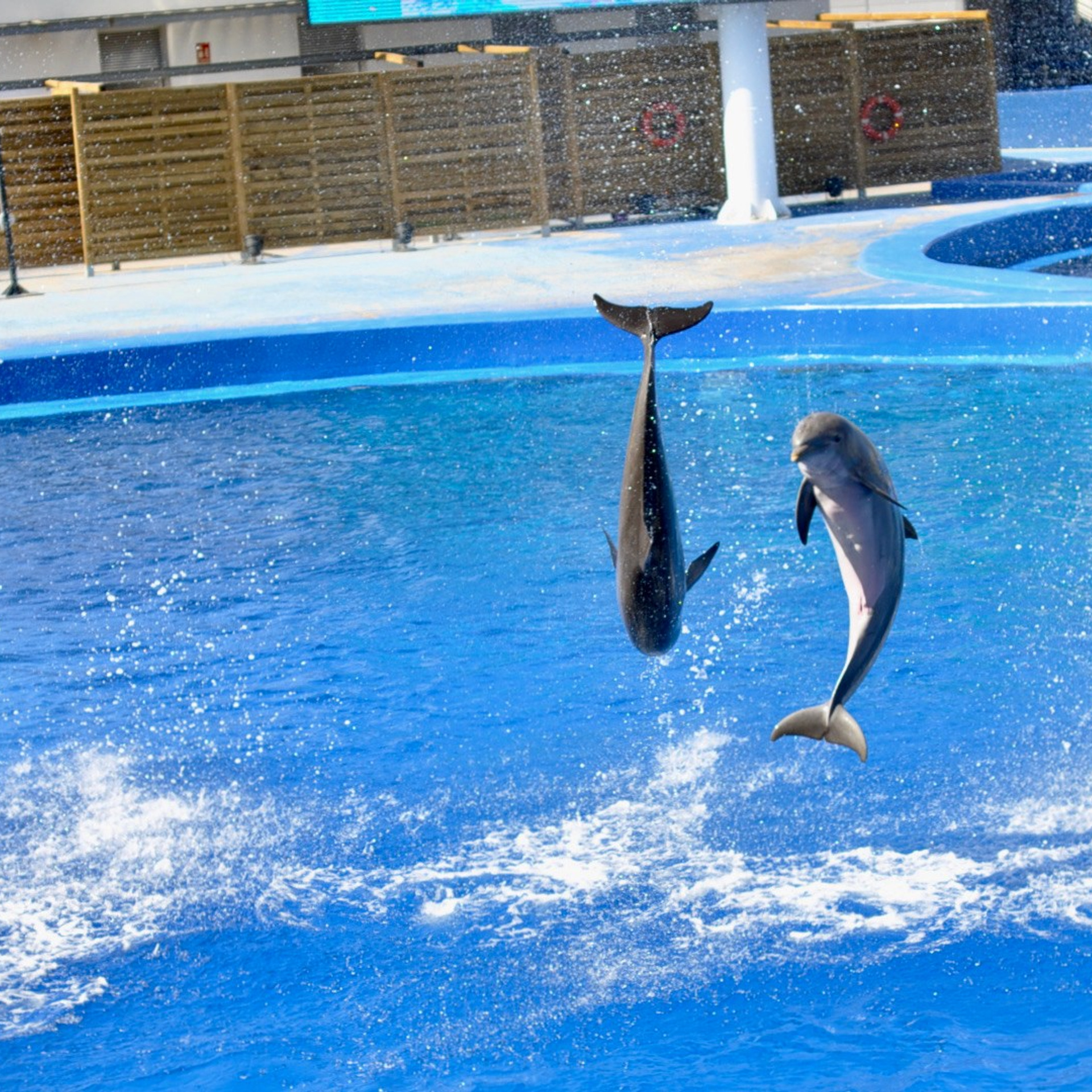 Океанографик в Валенсии. Гид и фотограф в Валенсии Новиков Михаил