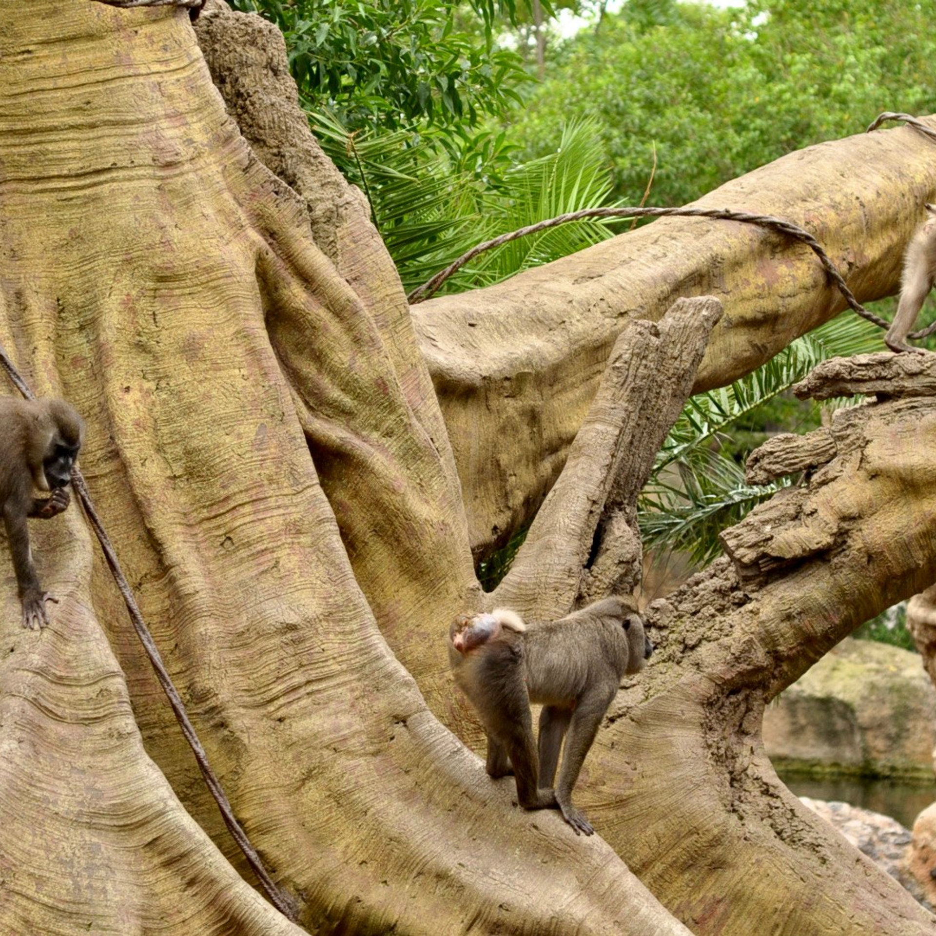 Биопарк в Валенсии. Гид и фотограф в Валенсии Новиков Михаил