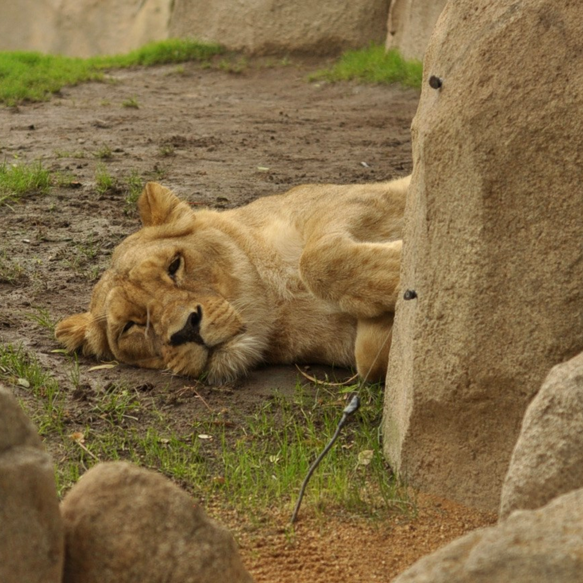 Биопарк в Валенсии. Гид и фотограф в Валенсии Новиков Михаил