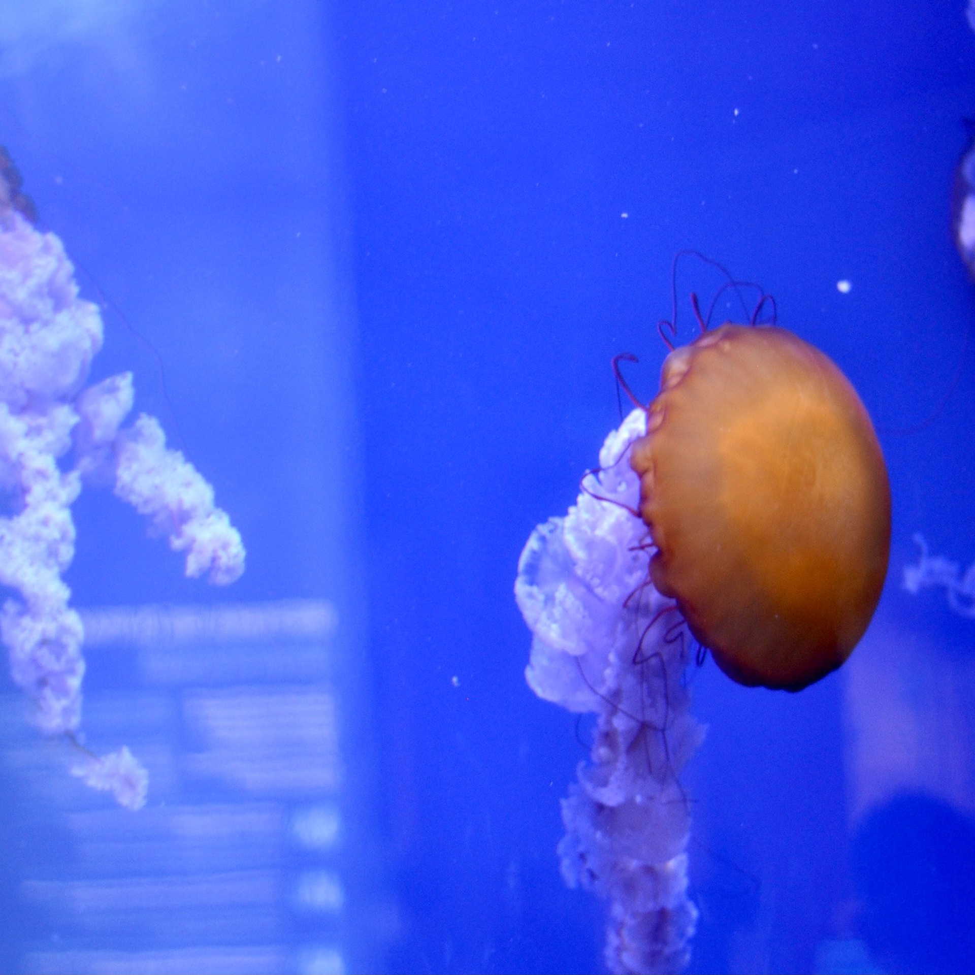 Океанографик в Валенсии. Гид и фотограф в Валенсии Новиков Михаил