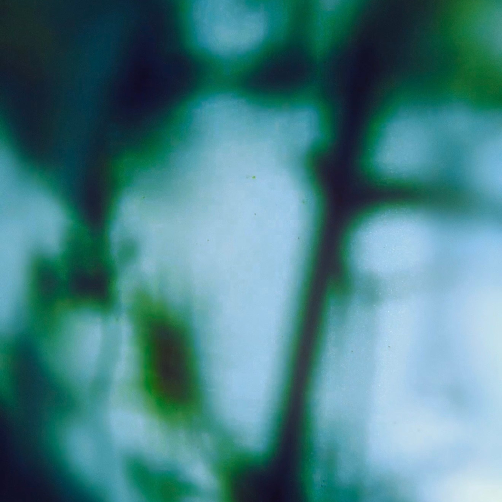 Ширяева Ольга