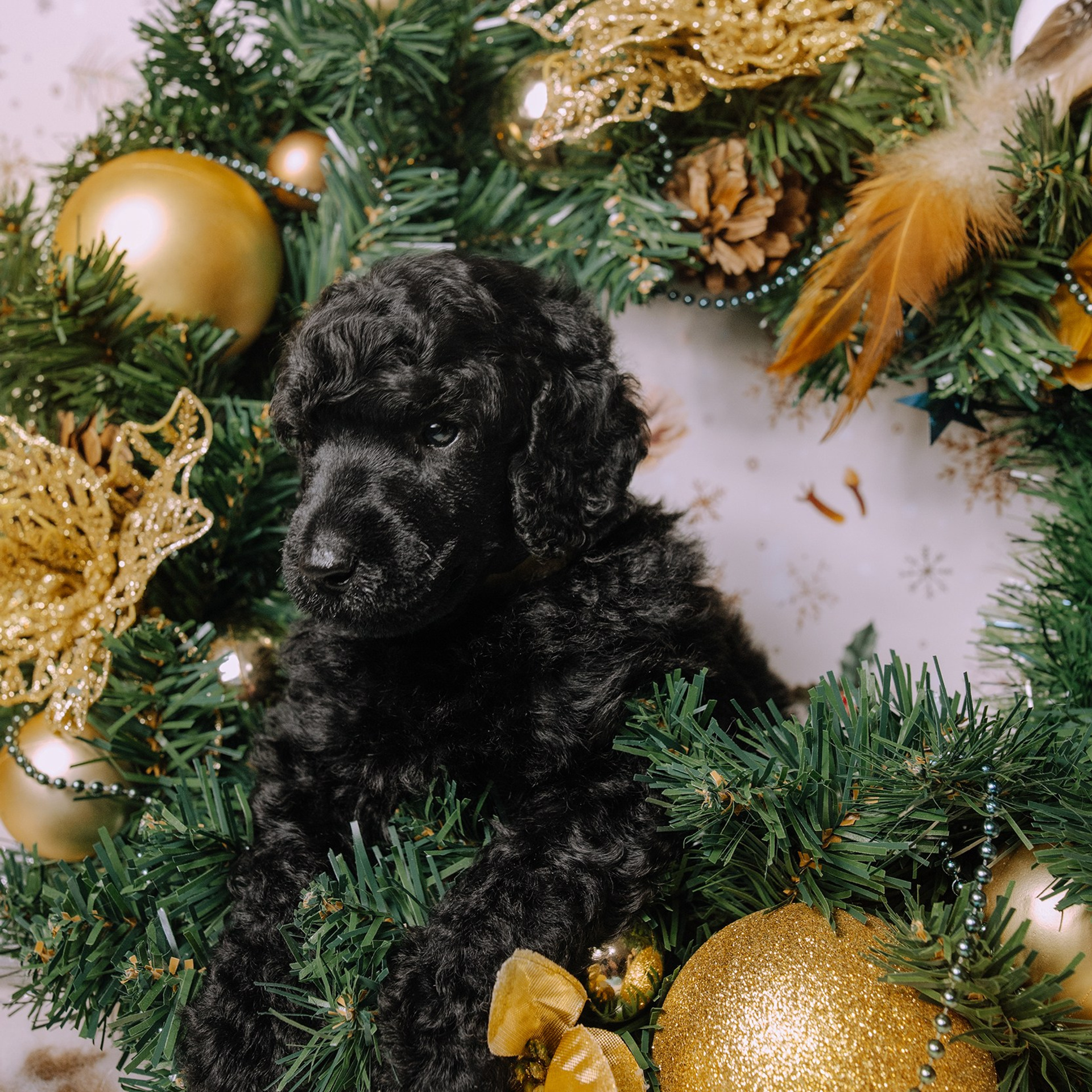 Щенки. Sarabi`s Legacy питомник пуделей Казань