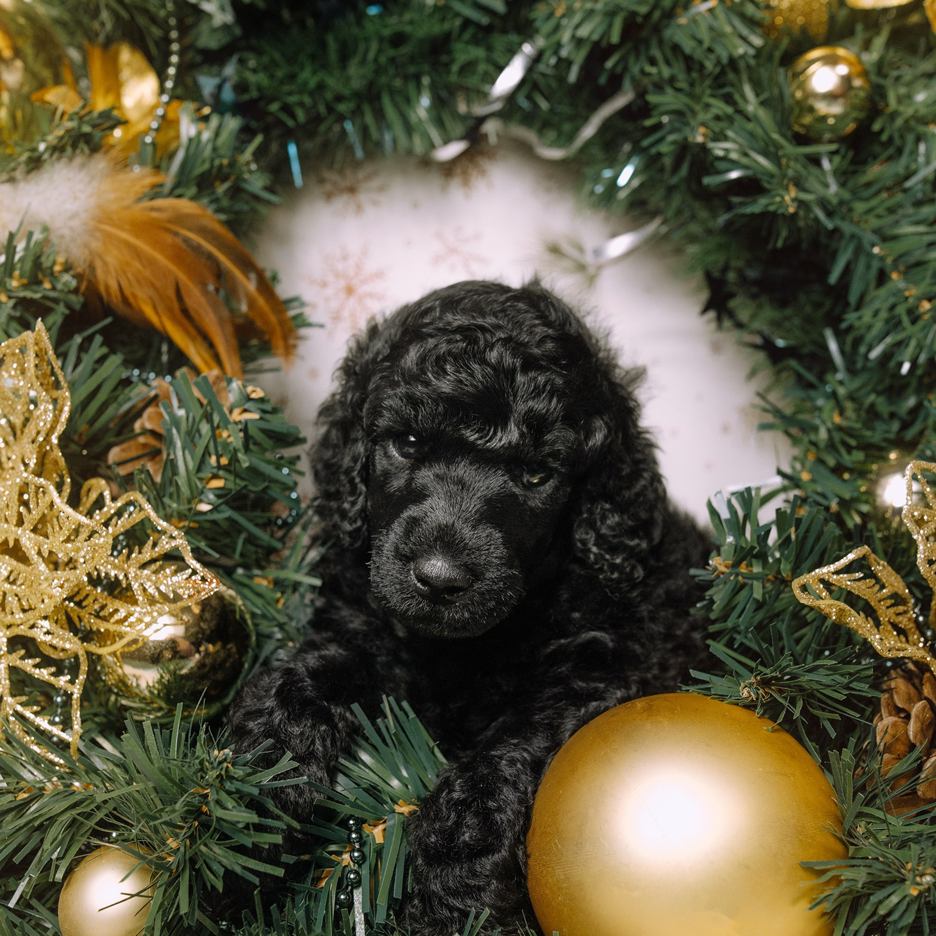 Щенки. Sarabi`s Legacy питомник пуделей Казань