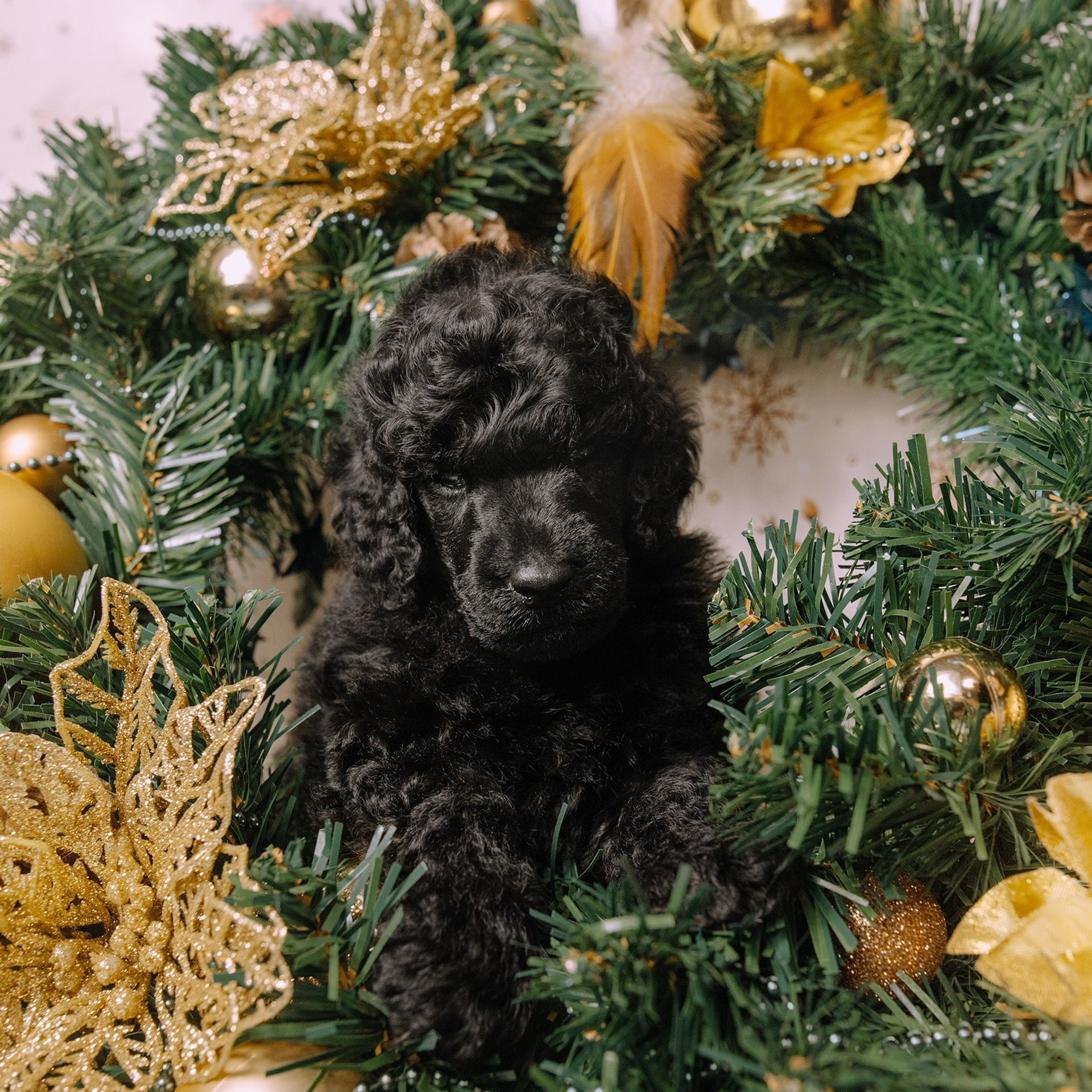 Щенки. Sarabi`s Legacy питомник пуделей Казань