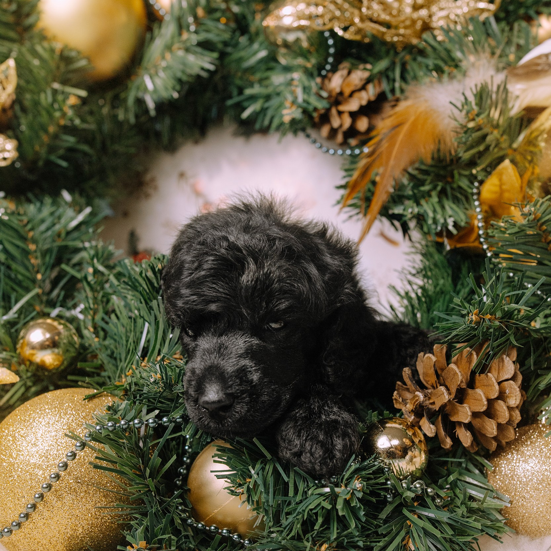 Щенки. Sarabi`s Legacy питомник пуделей Казань