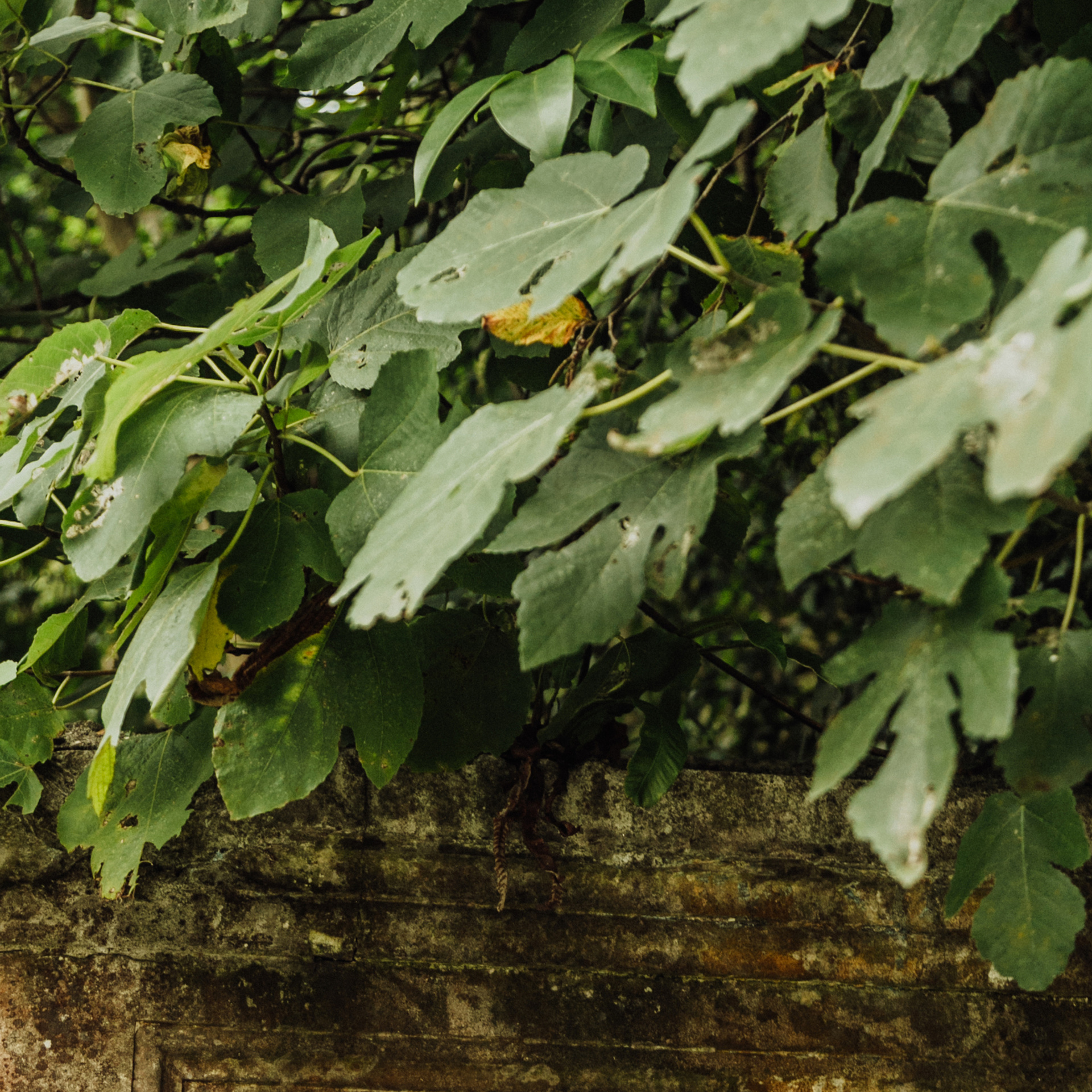 Заставки на телефон. Сочи (Роза Хутор)+Абхазия. Свадебный и репортажный фотограф Новороссийск Краснодар Сочи Крым Данила Данилов